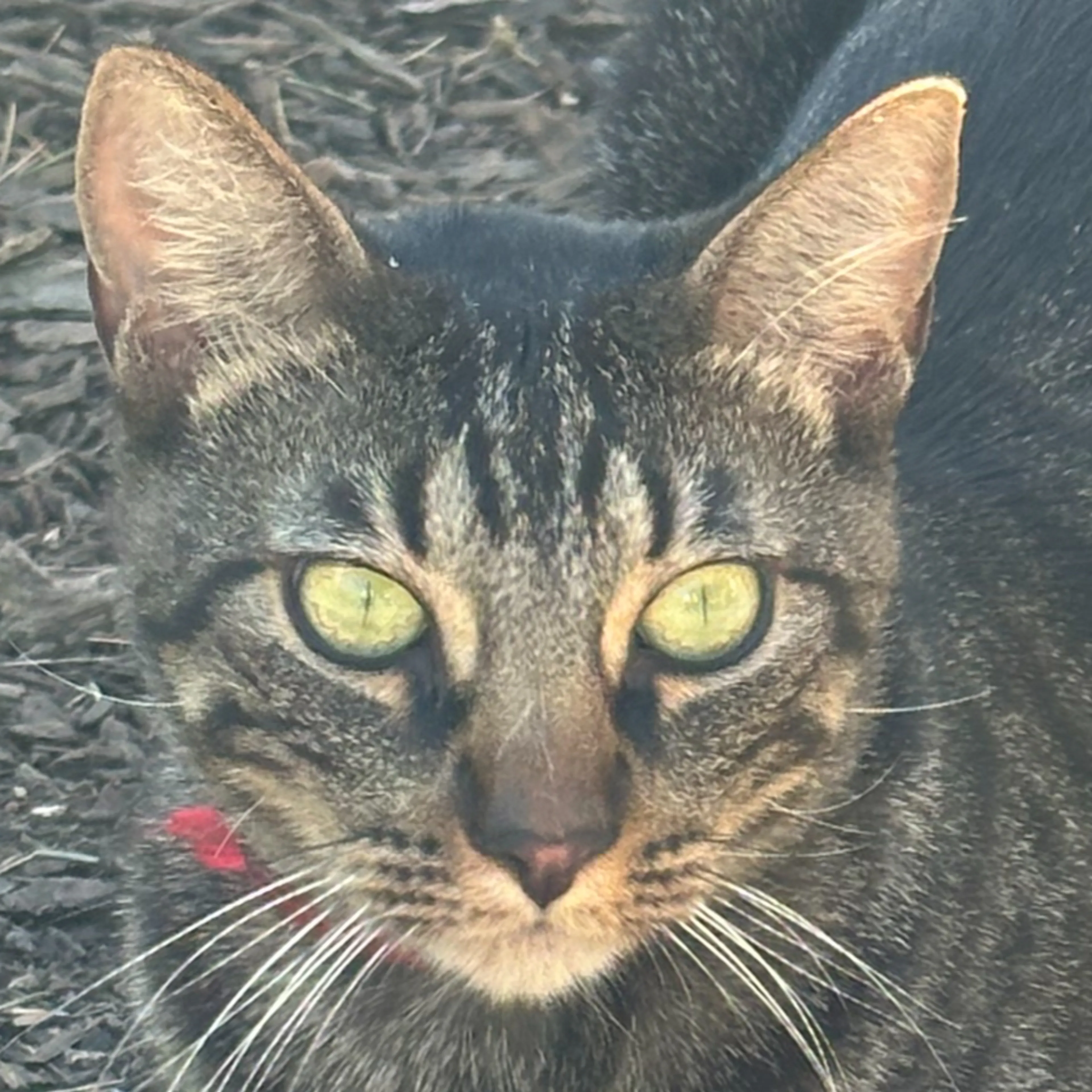Lost pet-1