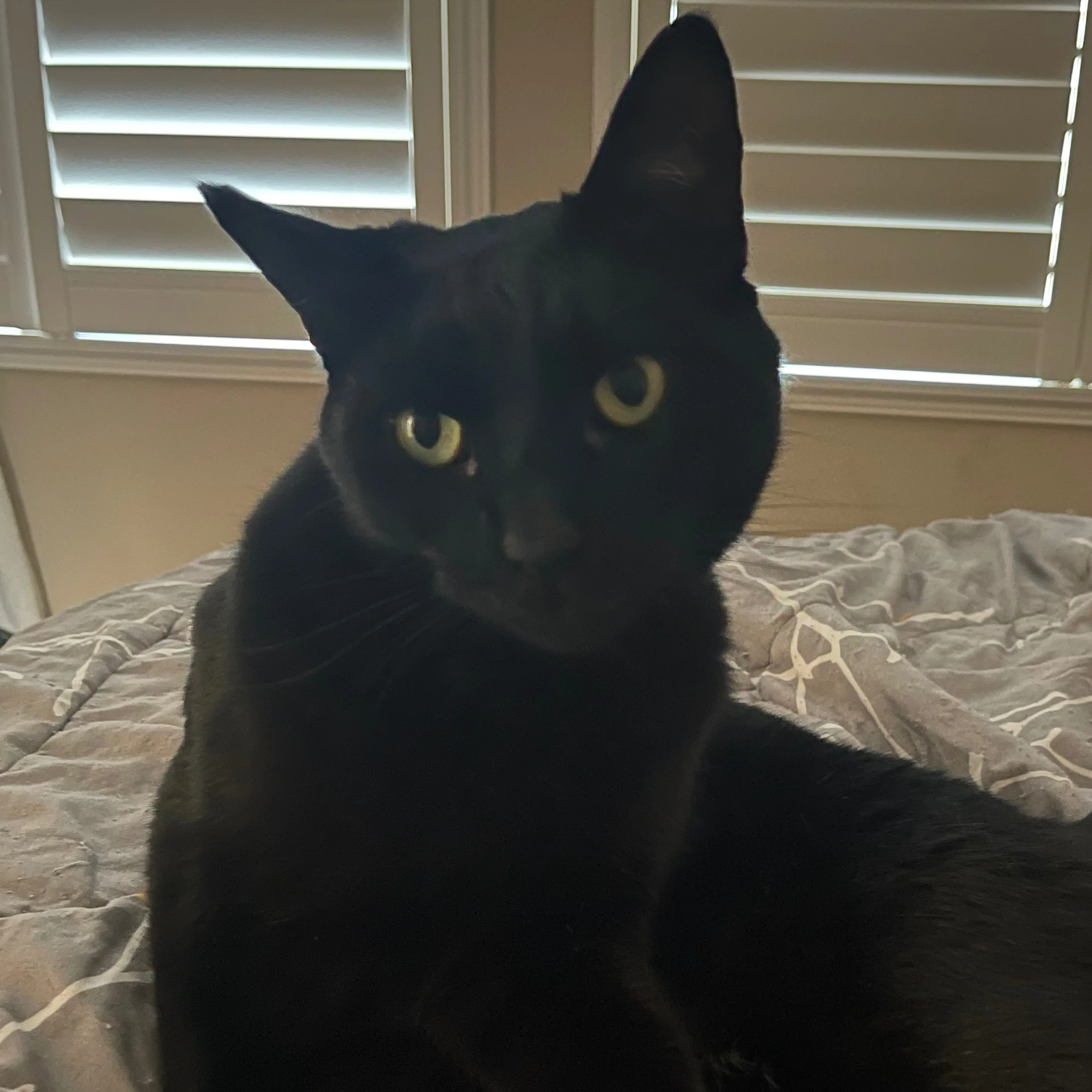 Lost pet-2