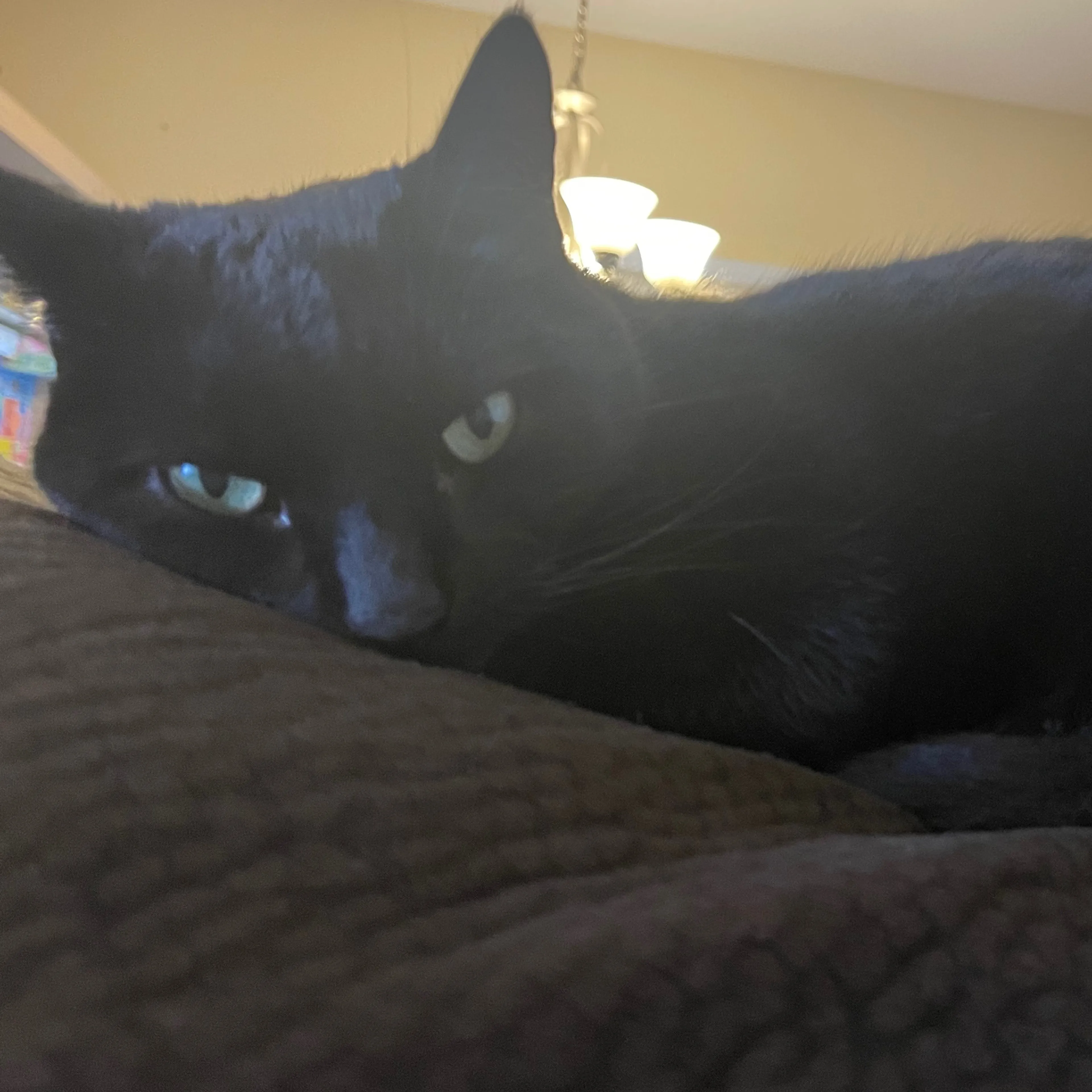 Lost pet-1