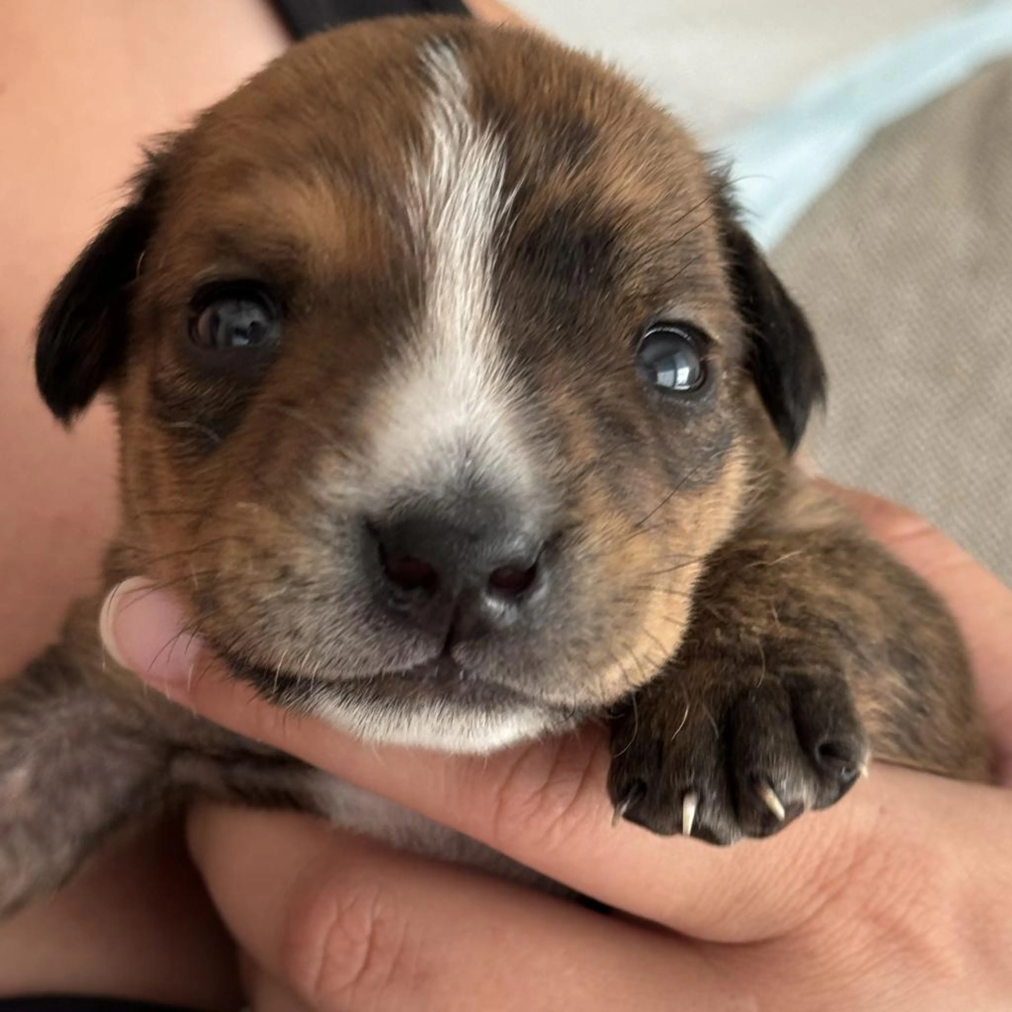 Found pet-2