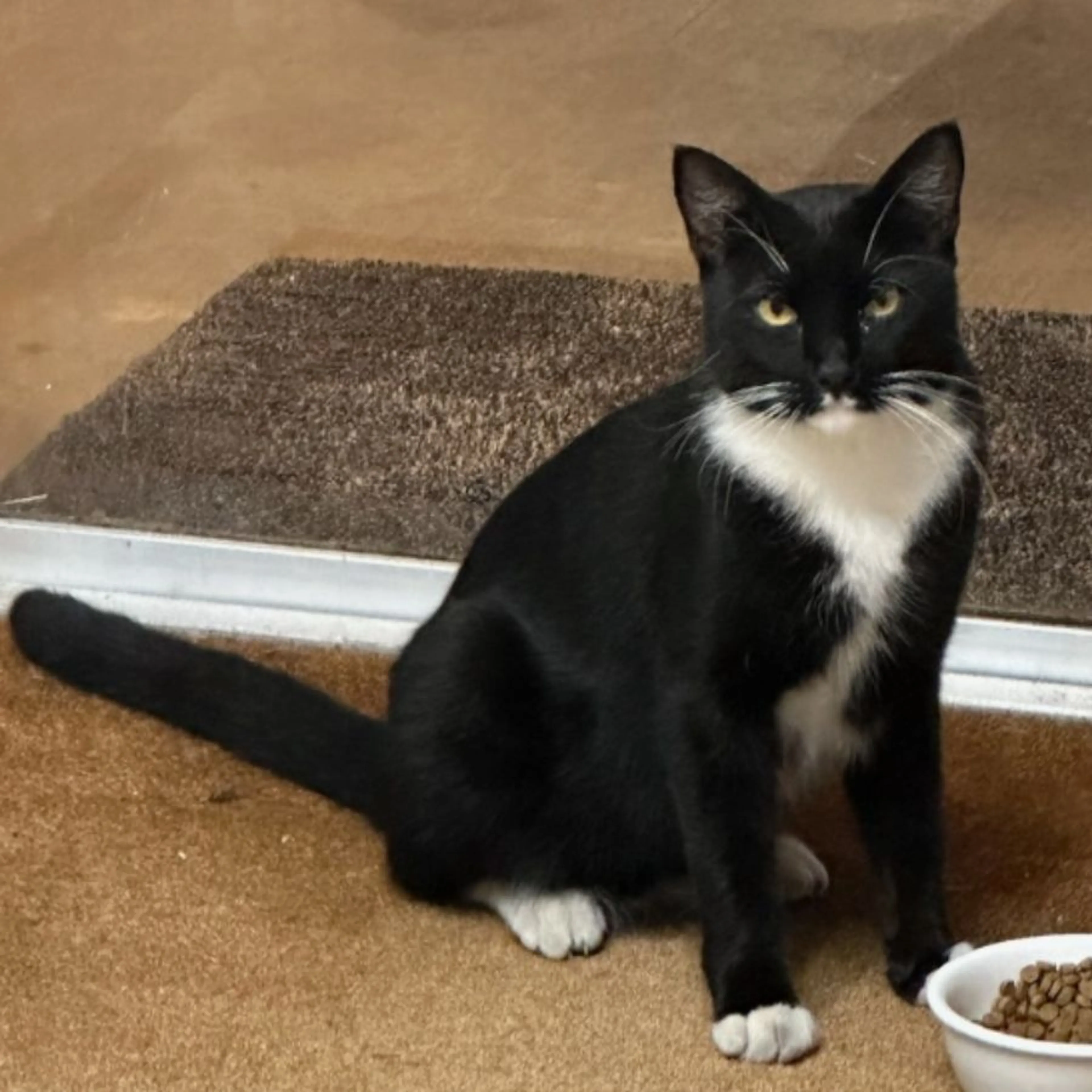 Lost pet