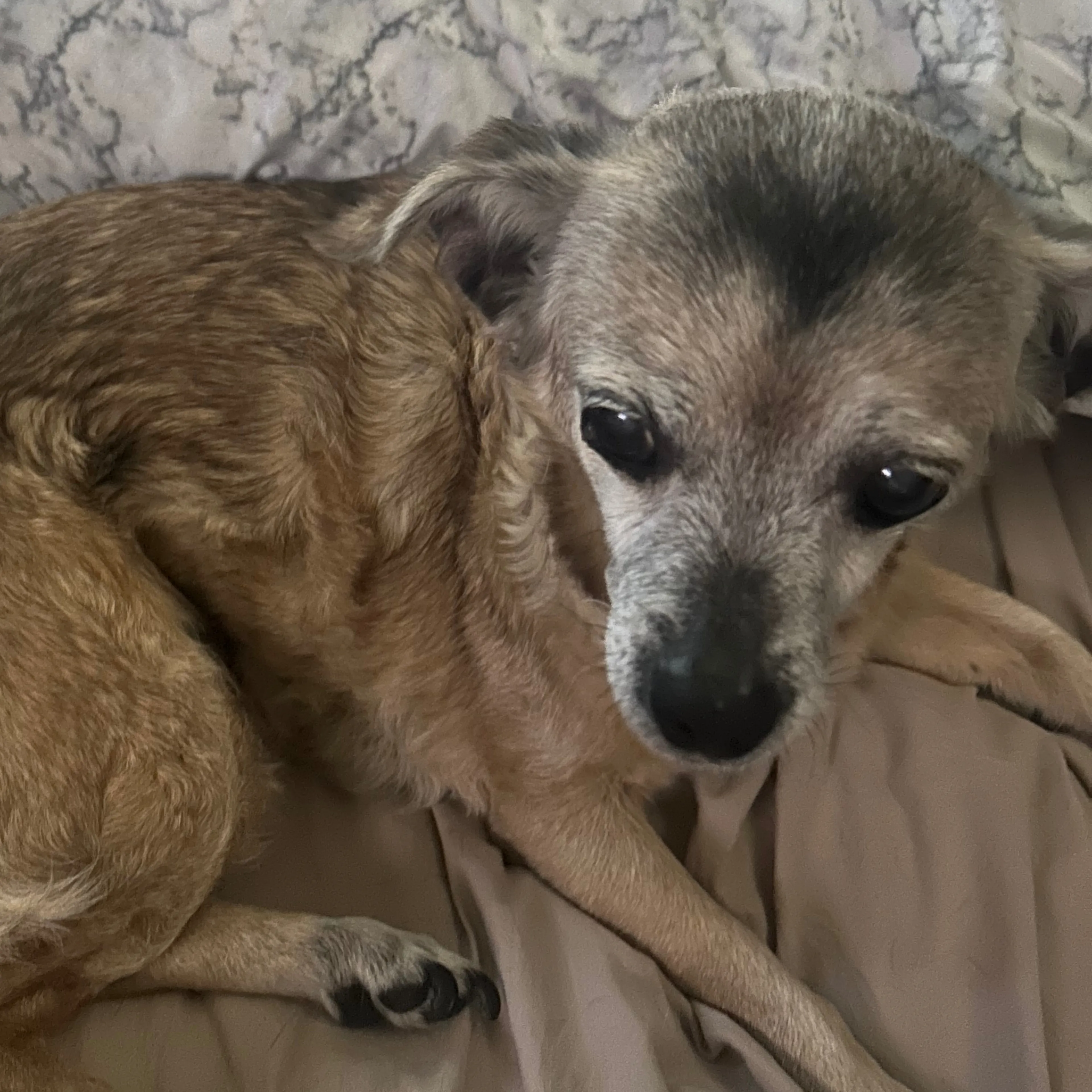 Lost pet-1