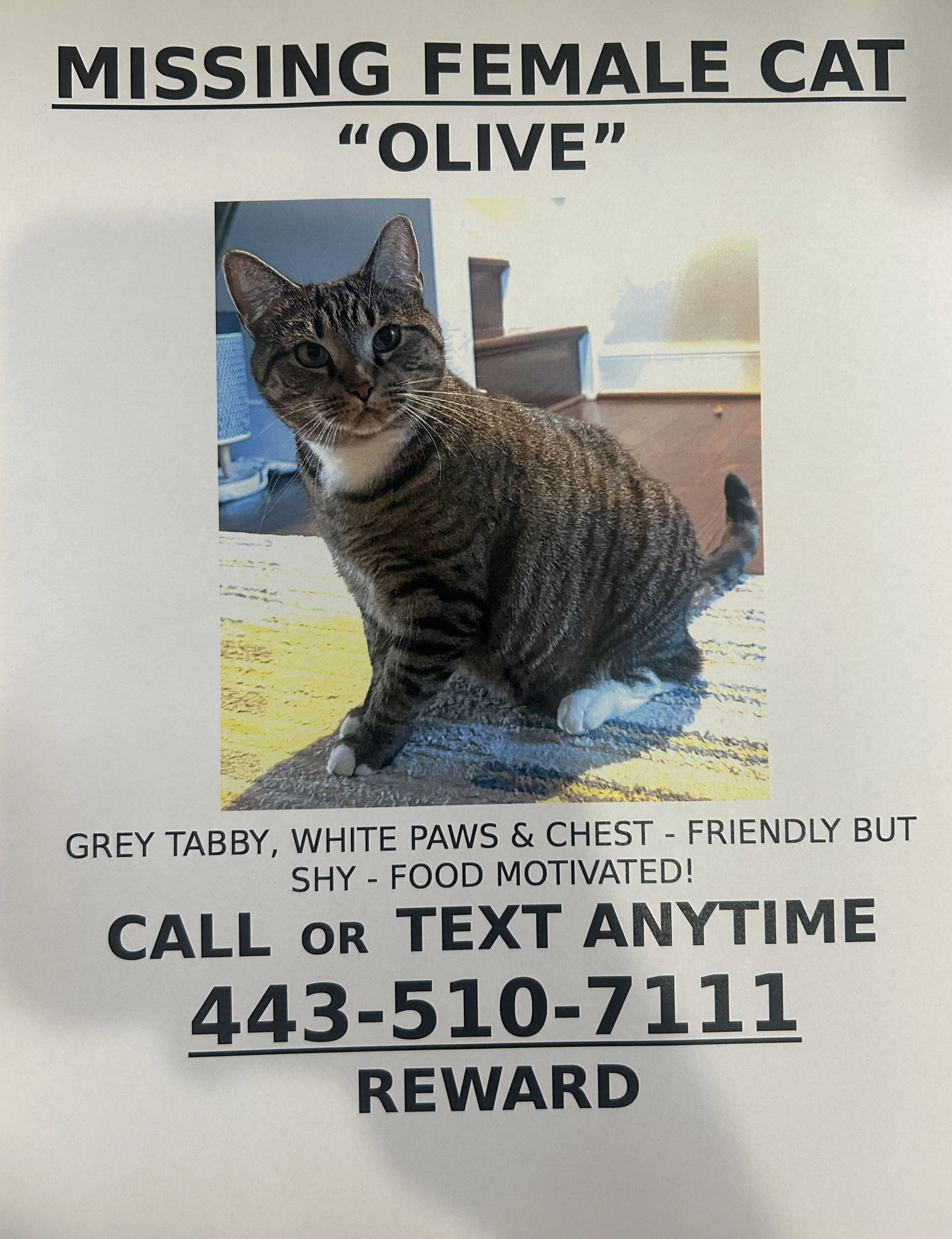 Lost pet-0