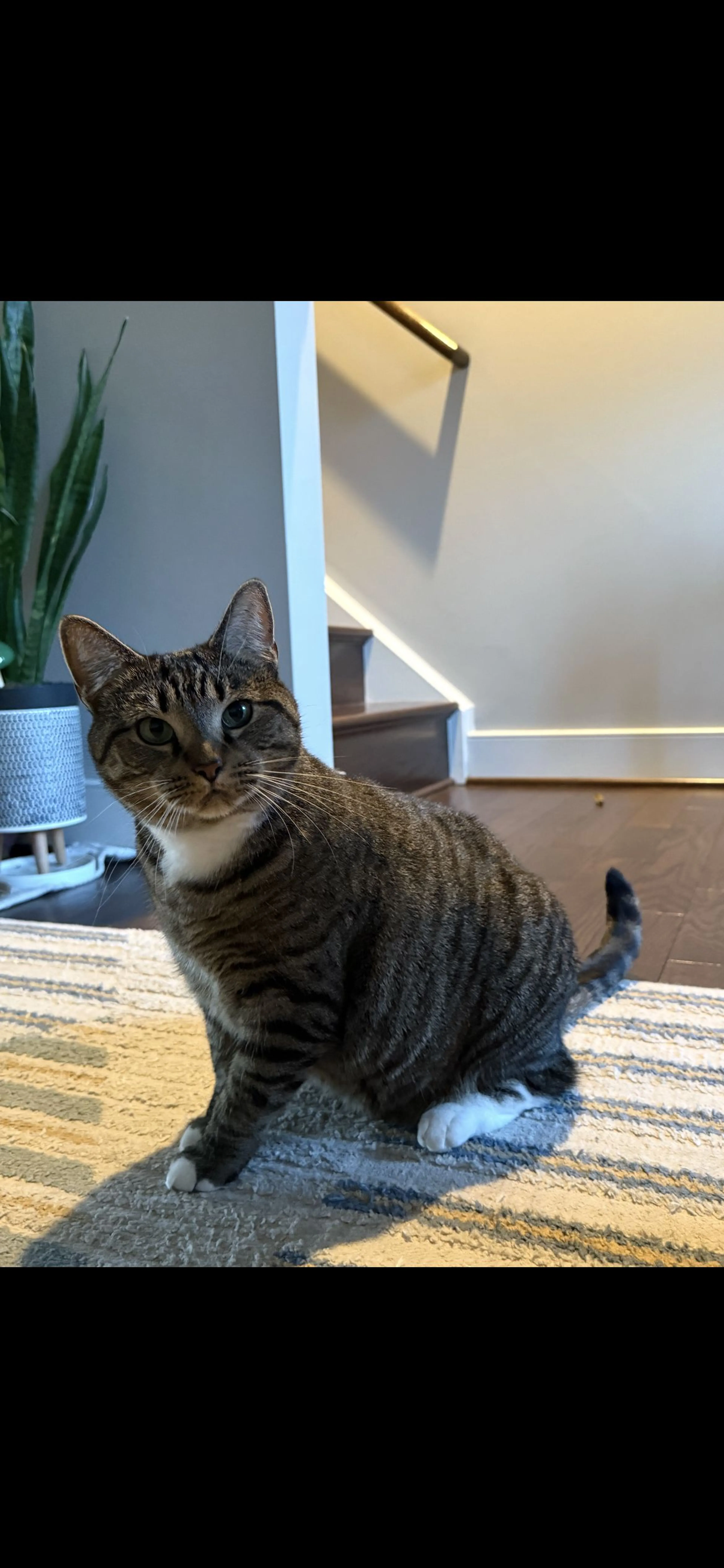 Lost pet-1