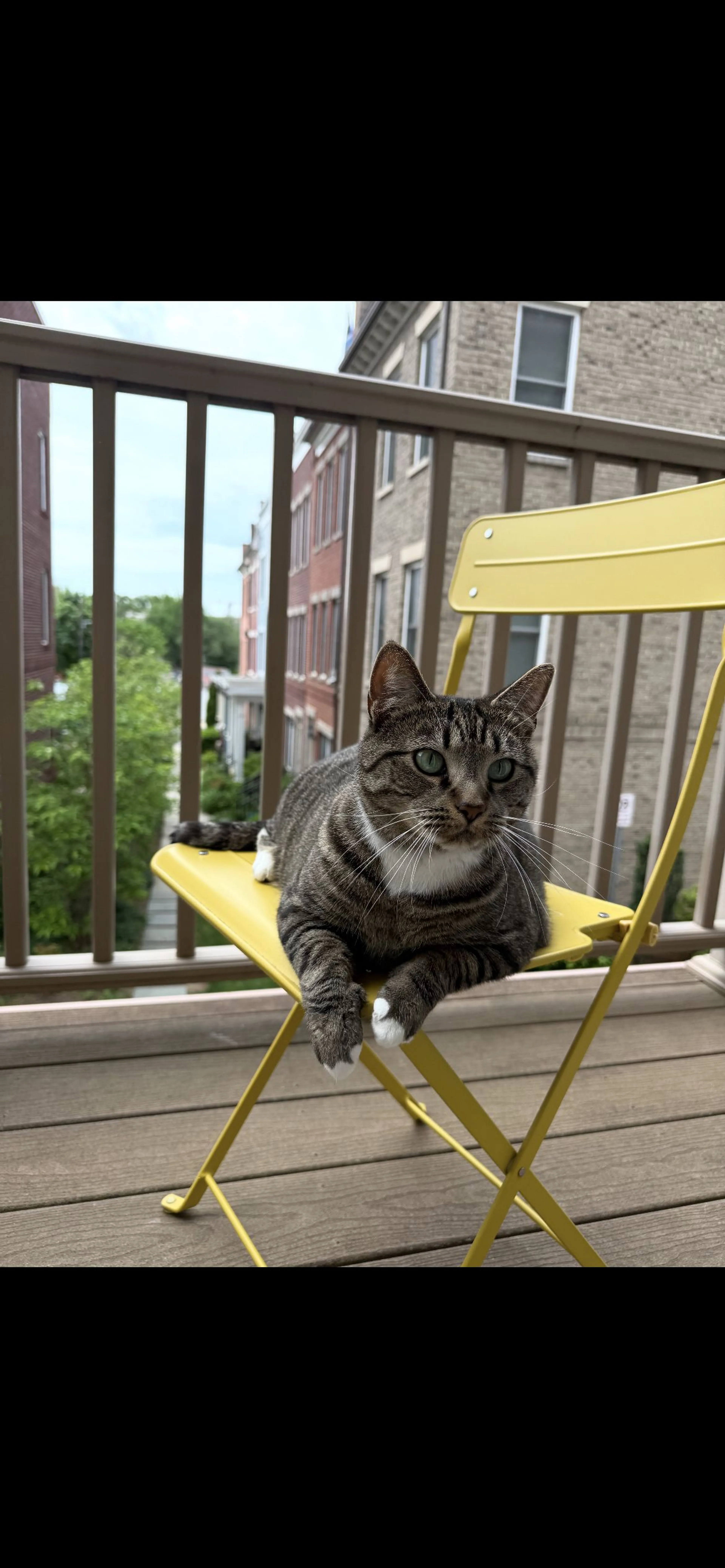 Lost pet-2
