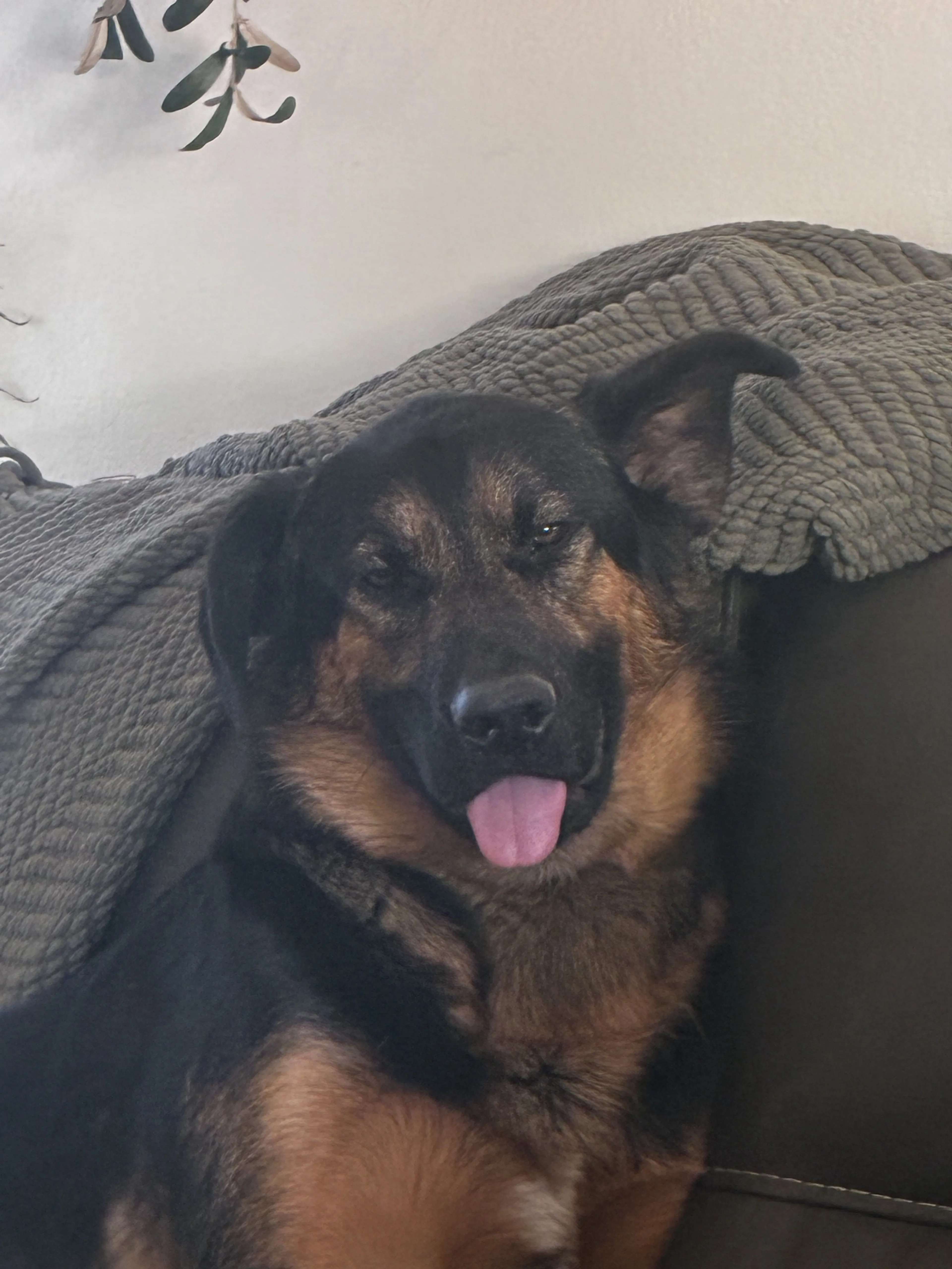 Lost pet-4