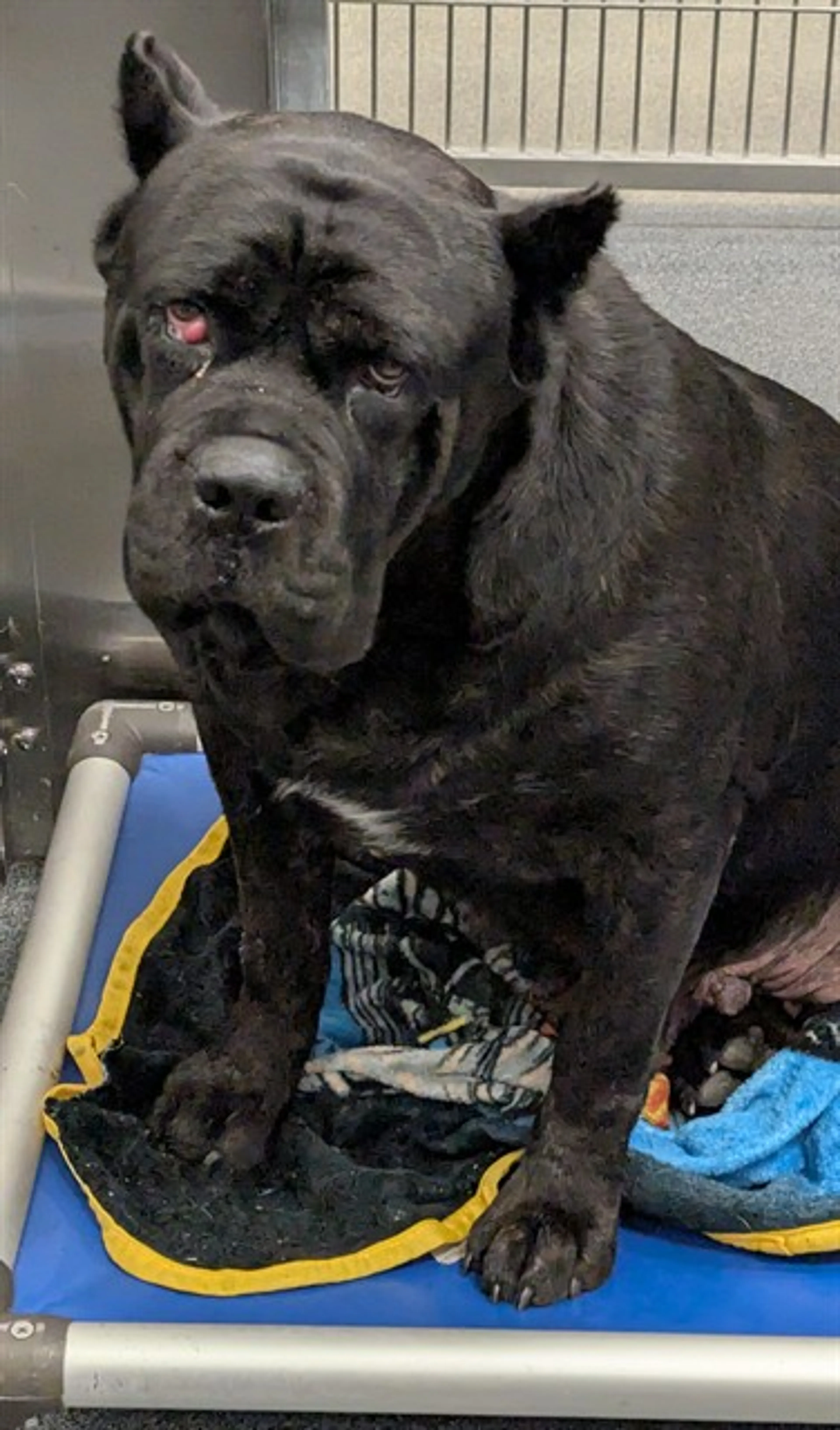 Found pet