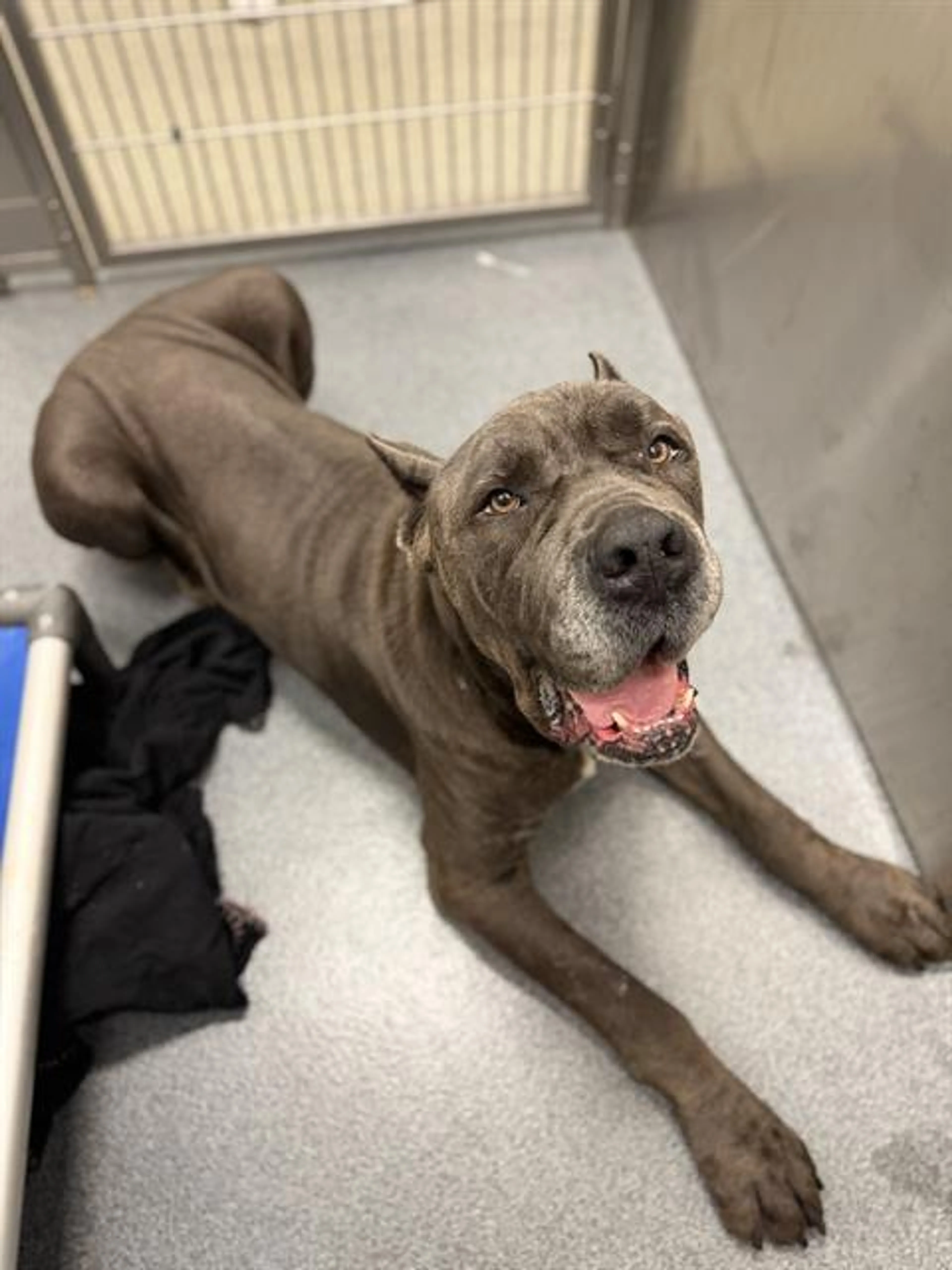 Found pet