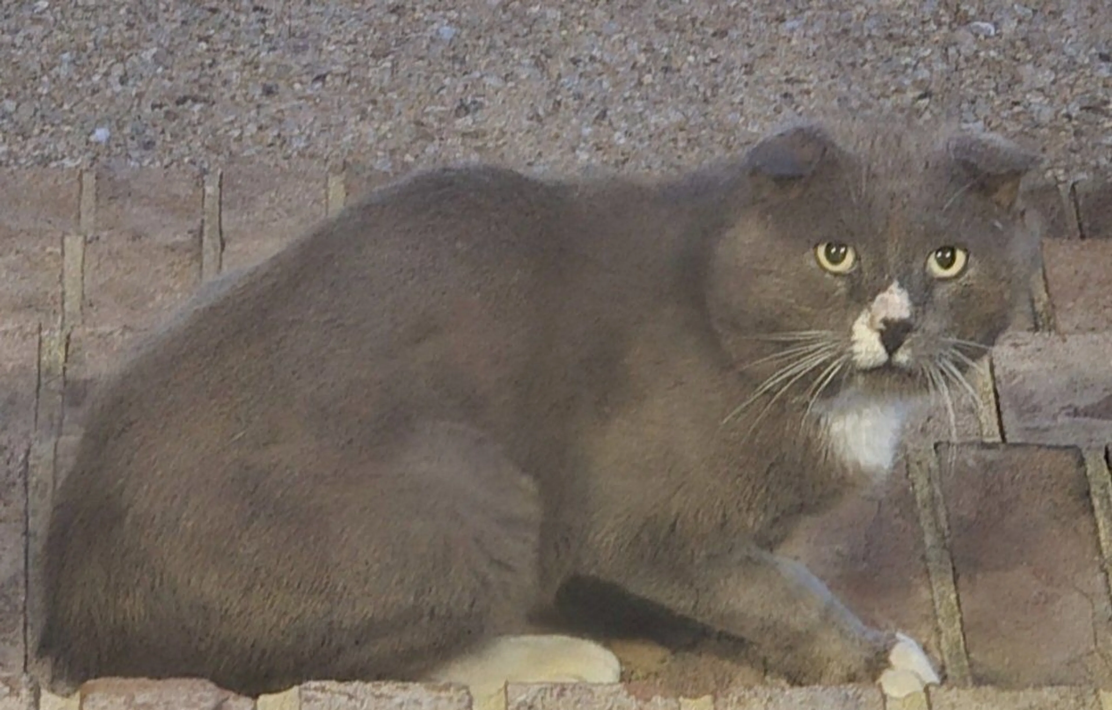 Lost pet