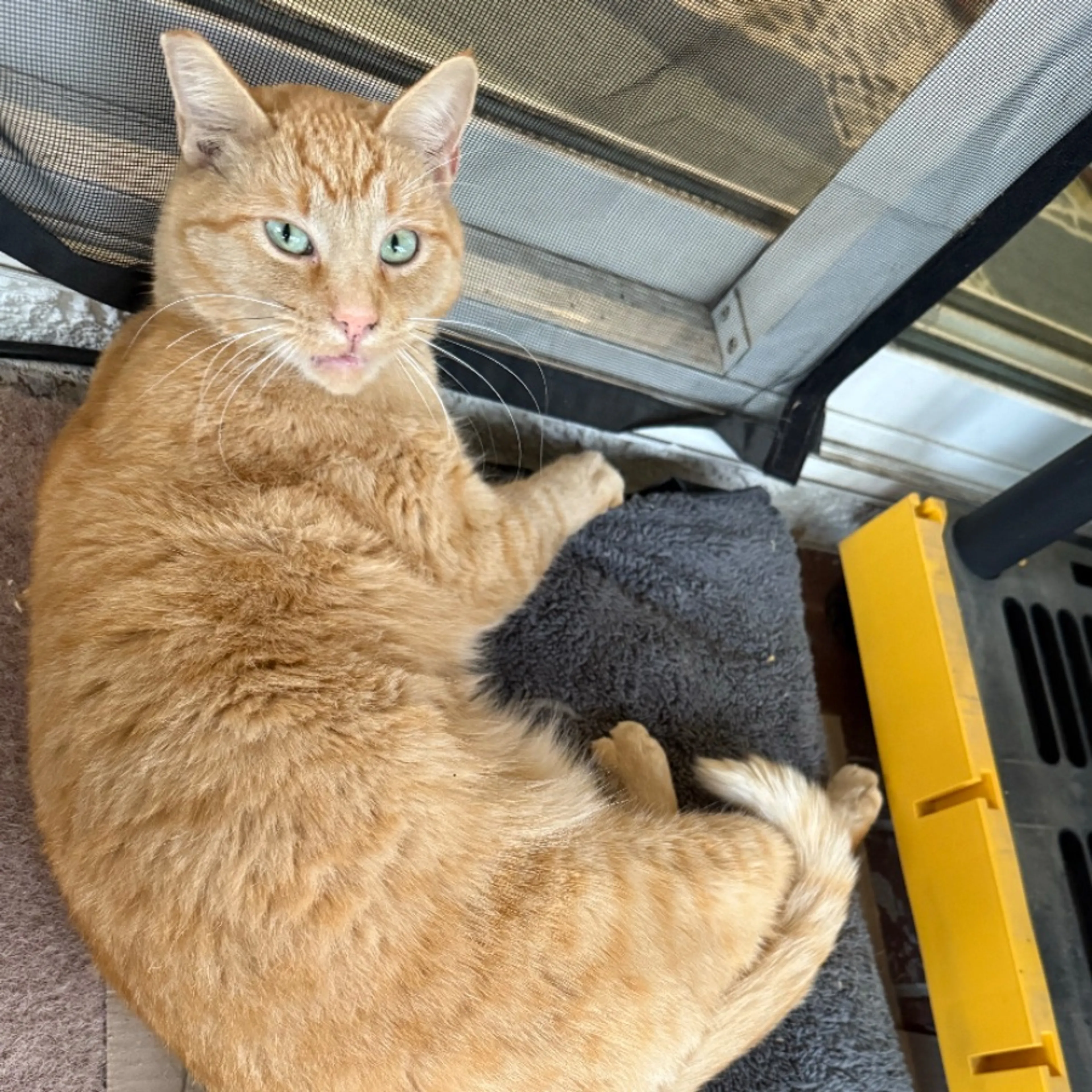 Lost pet