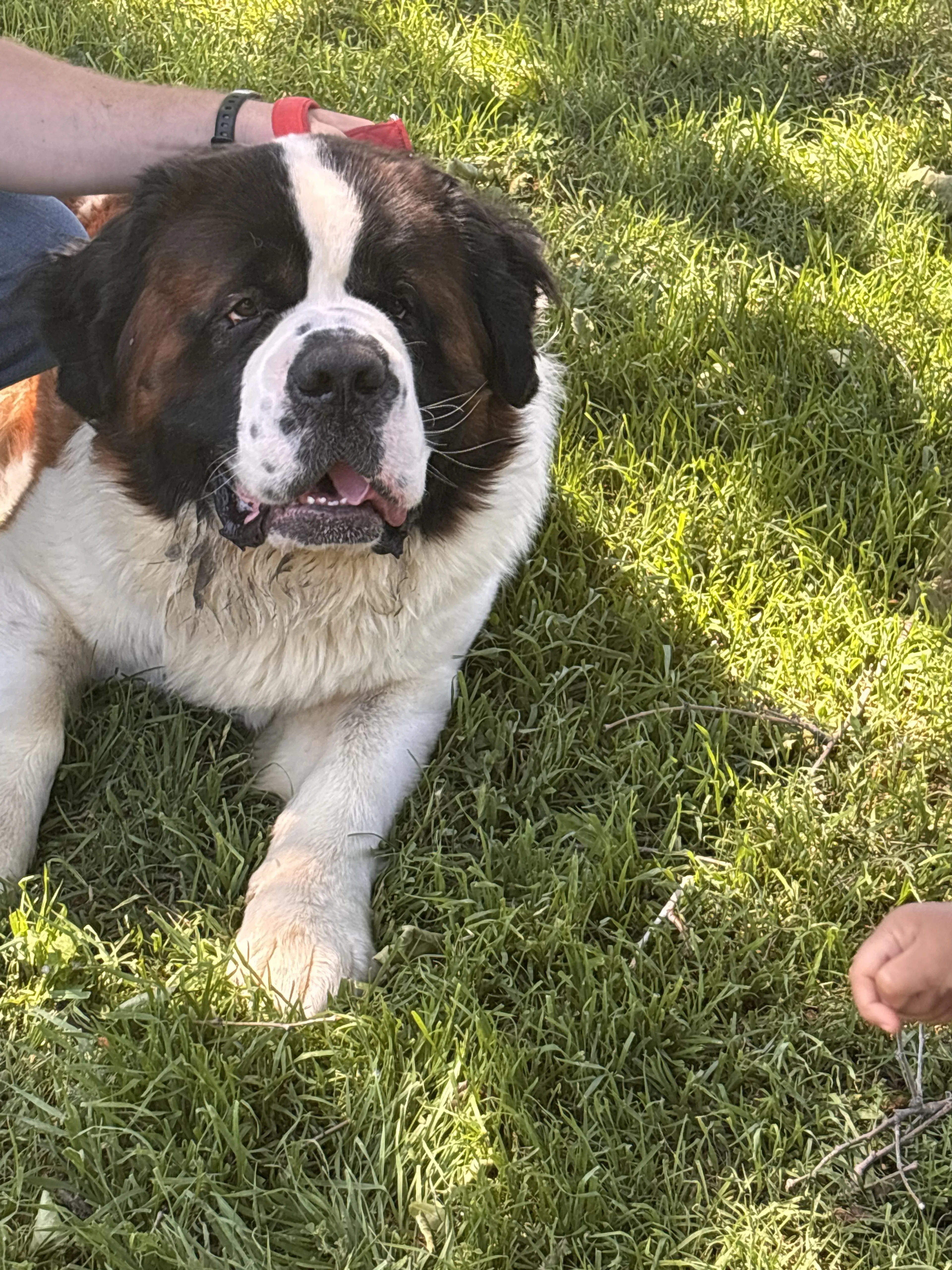 Lost pet