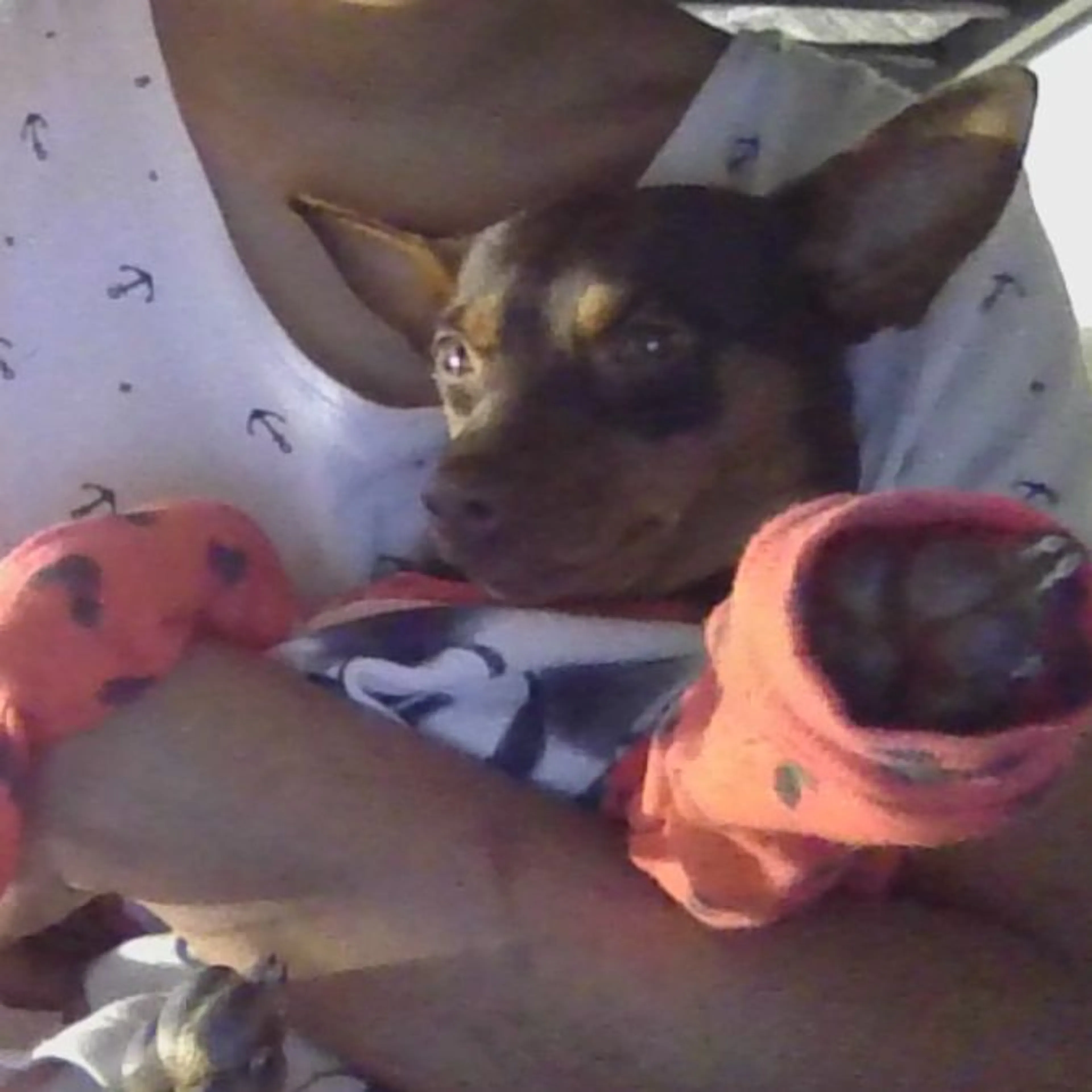 Lost pet