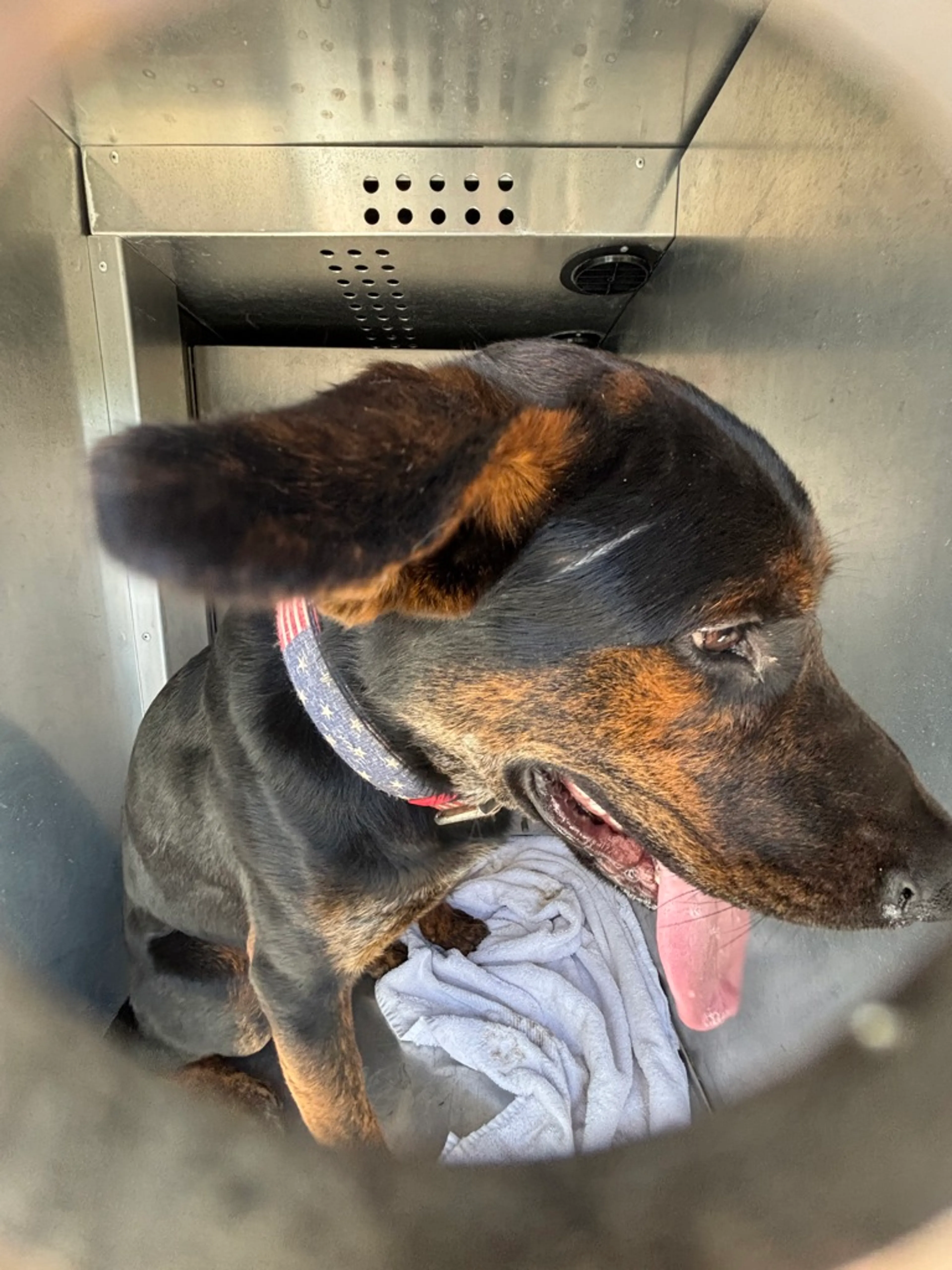 Found pet-1