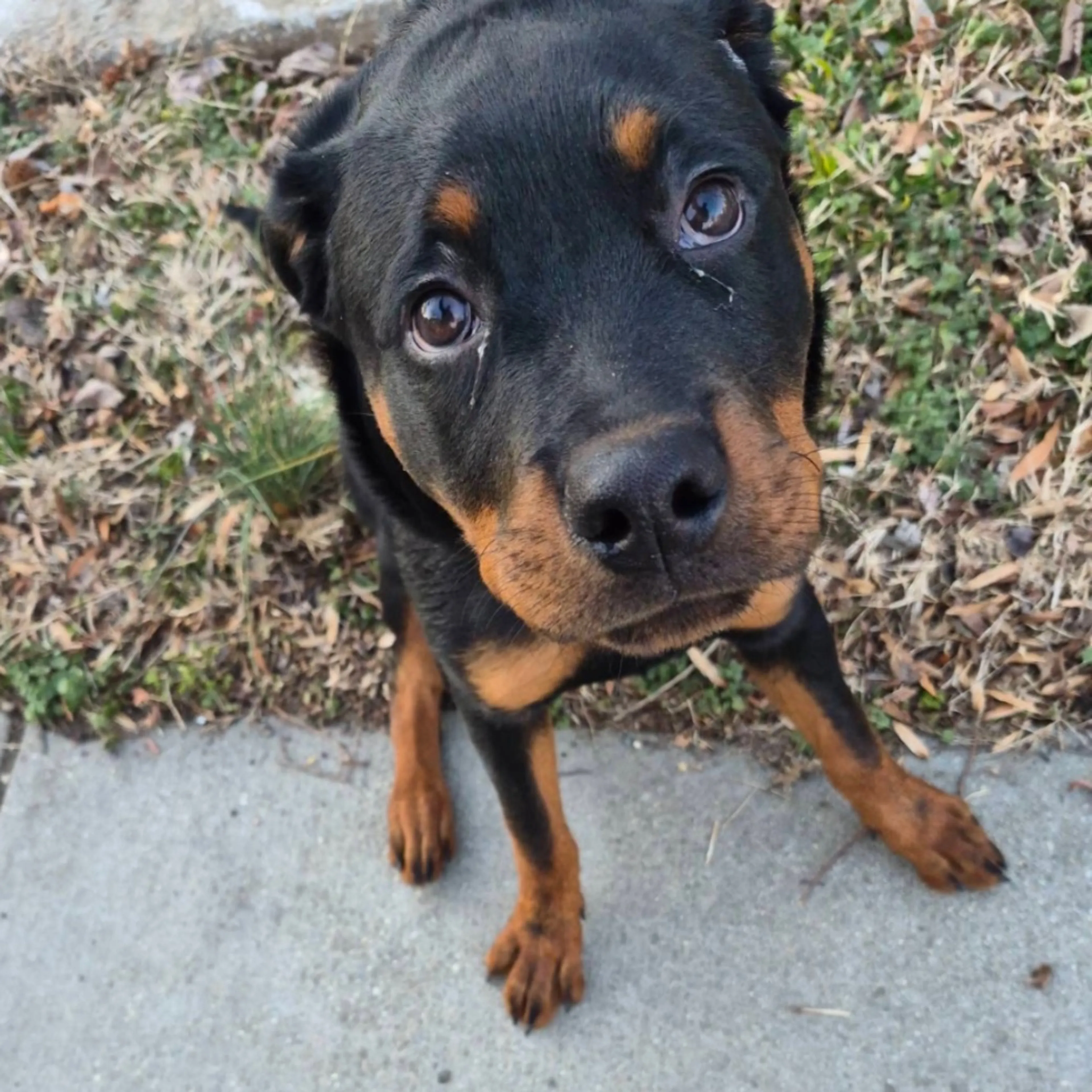Lost pet