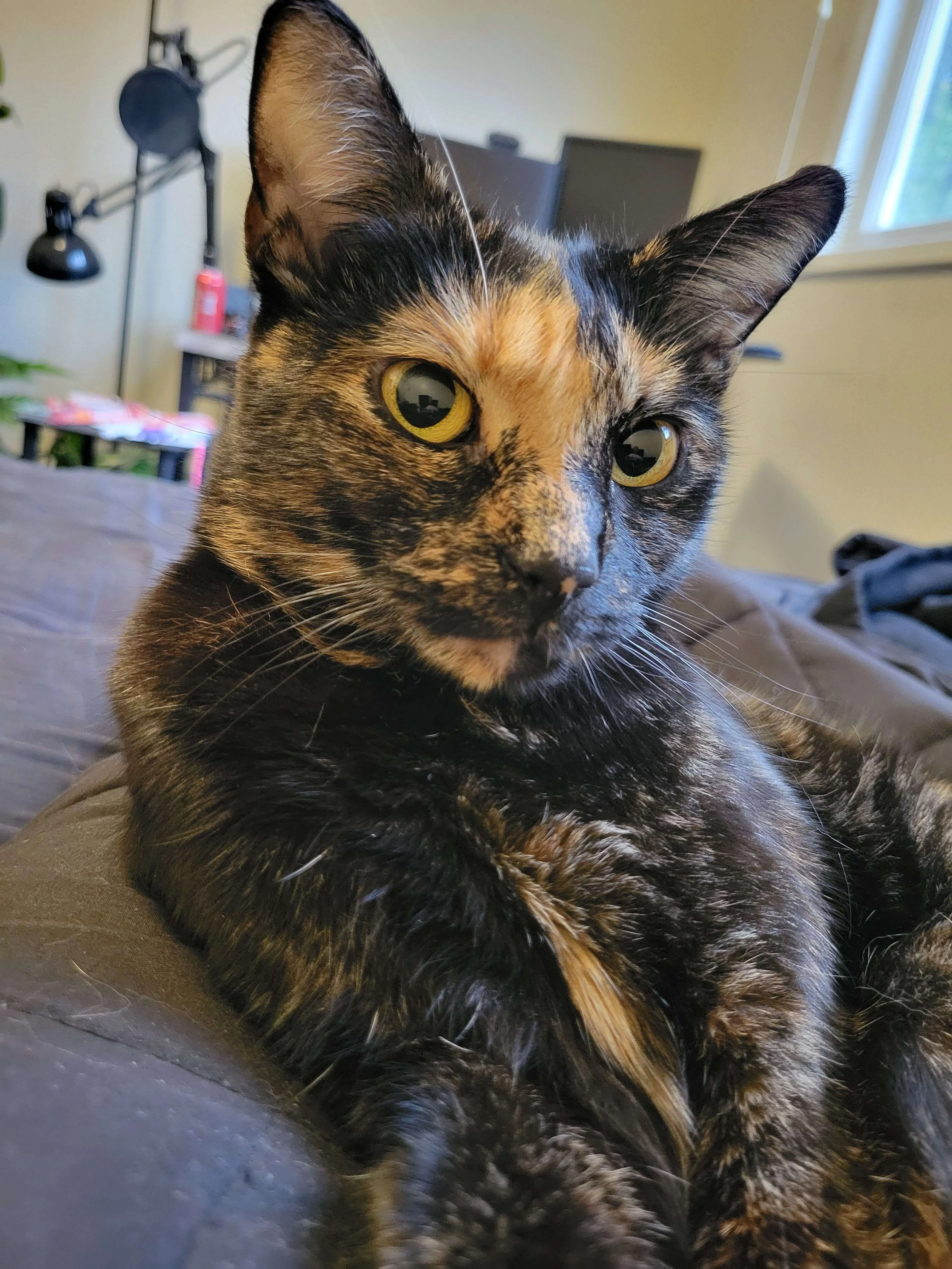 Lost pet-0