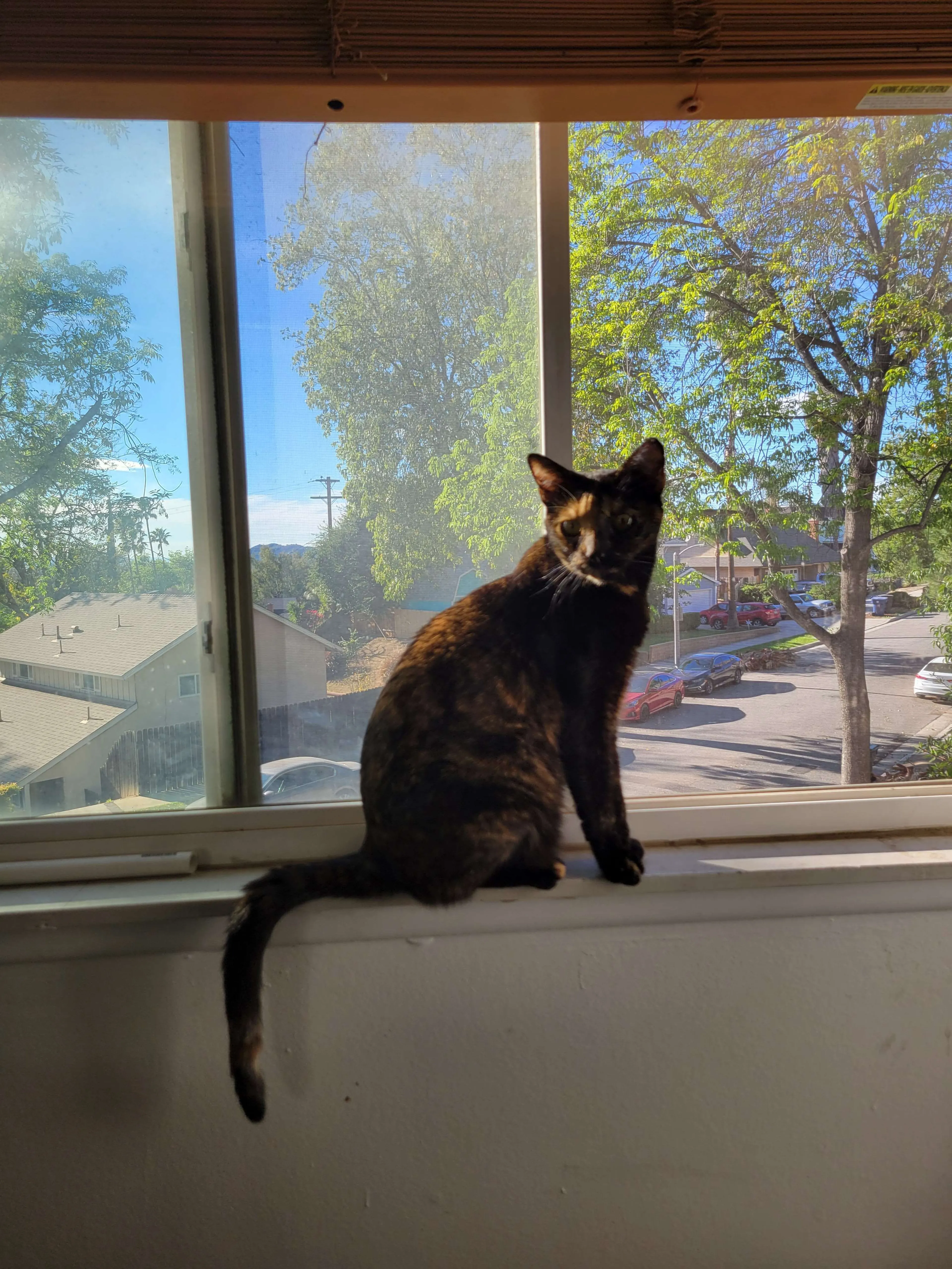 Lost pet-3