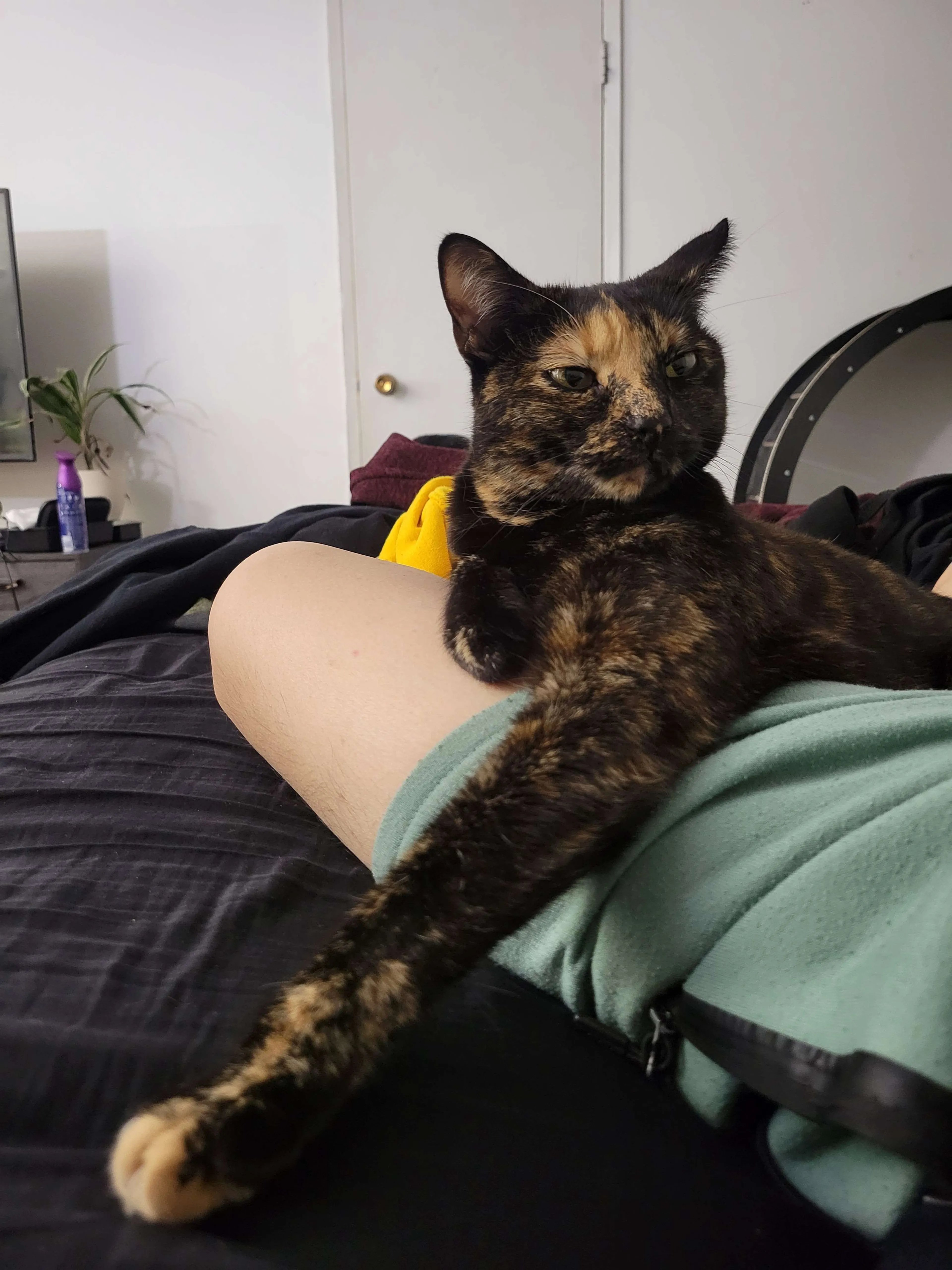 Lost pet-1