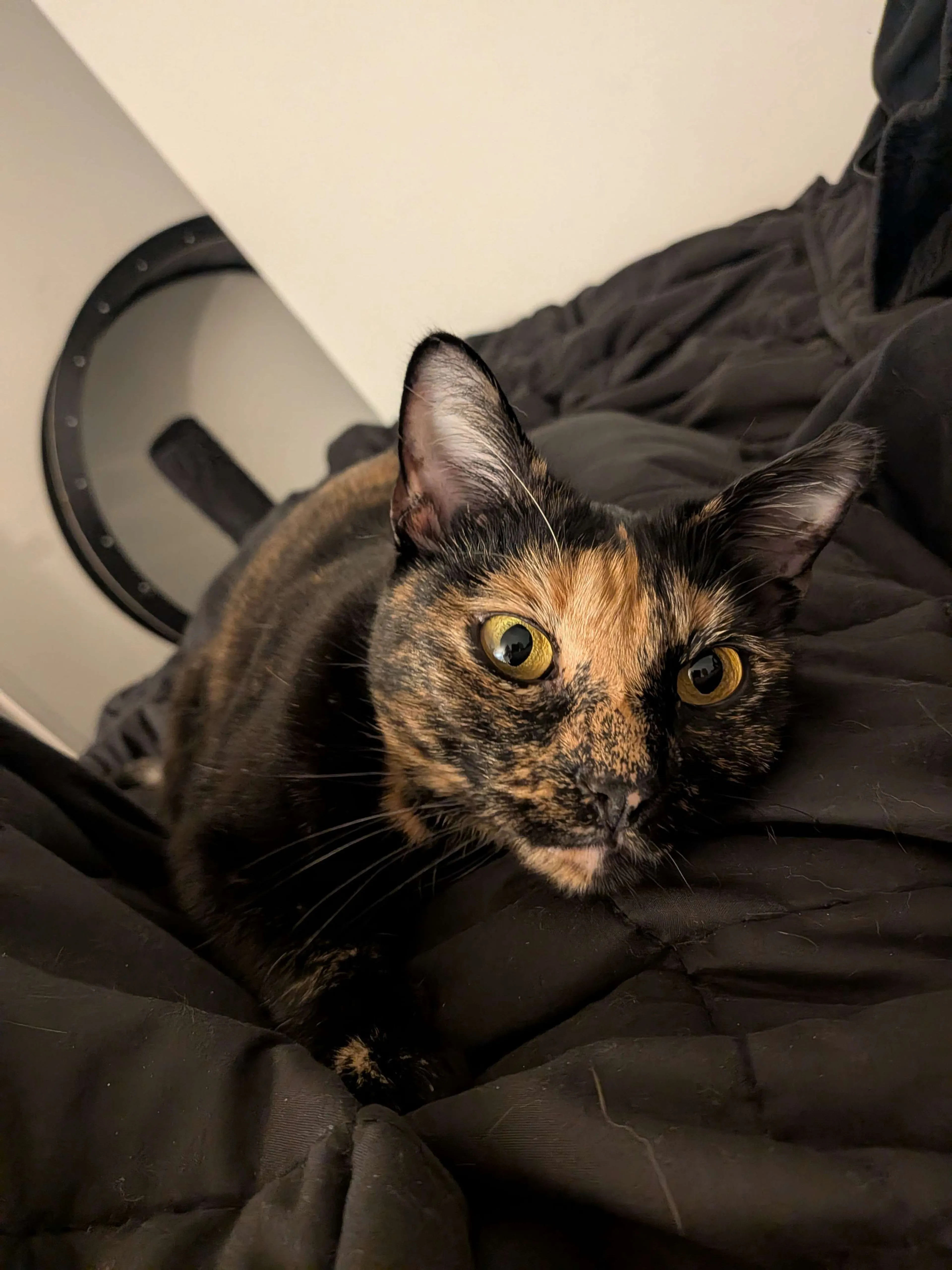 Lost pet-2