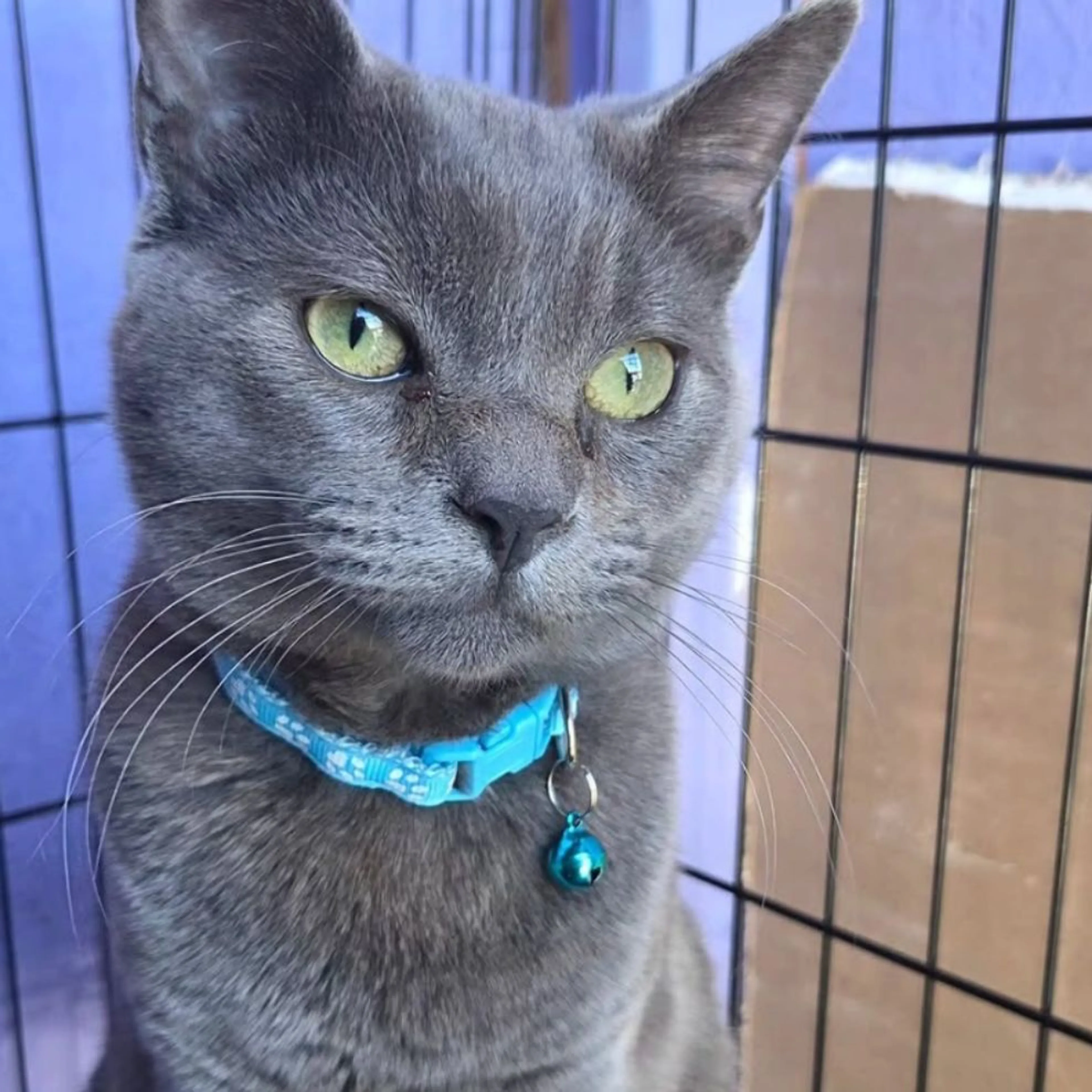 Lost pet