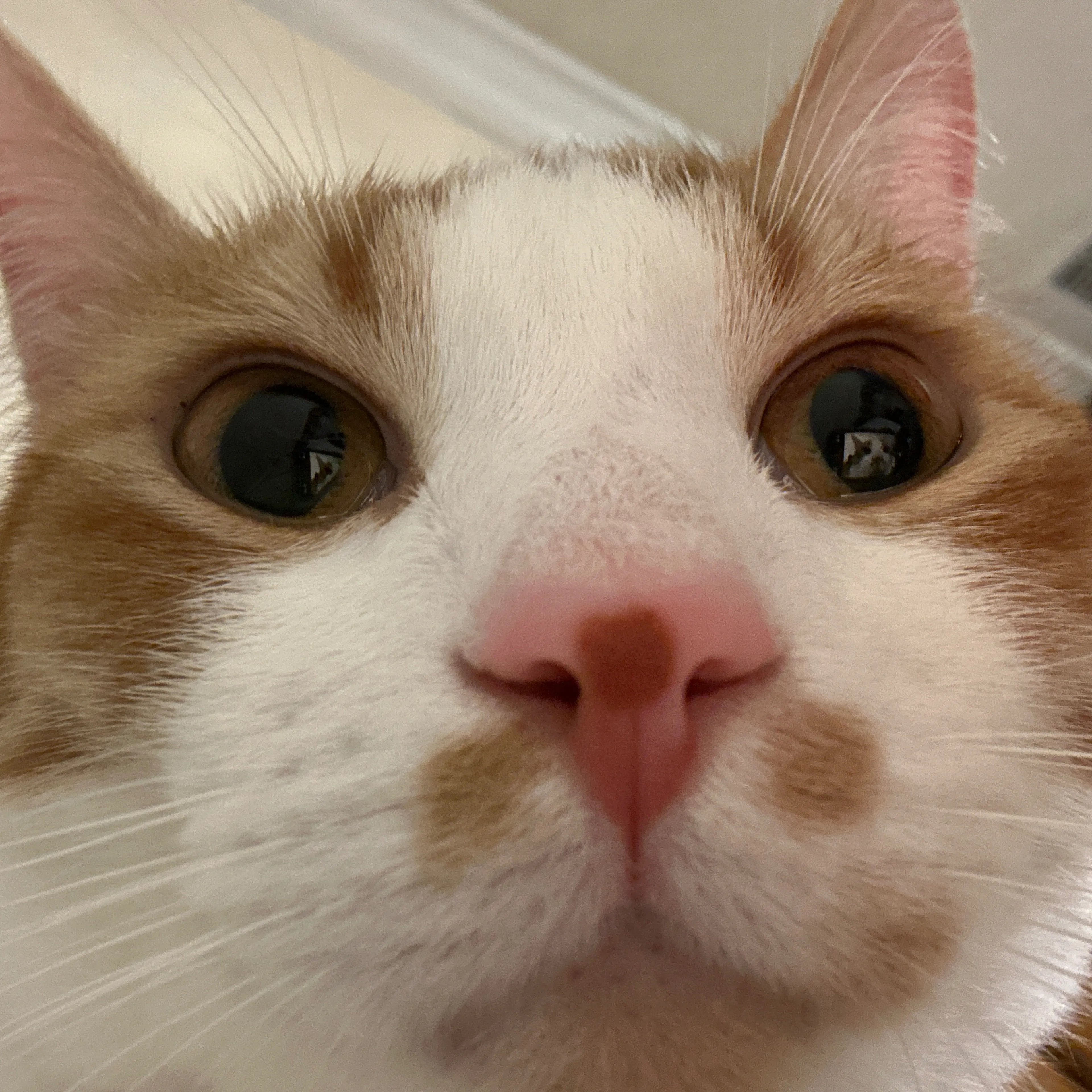 Lost pet-2