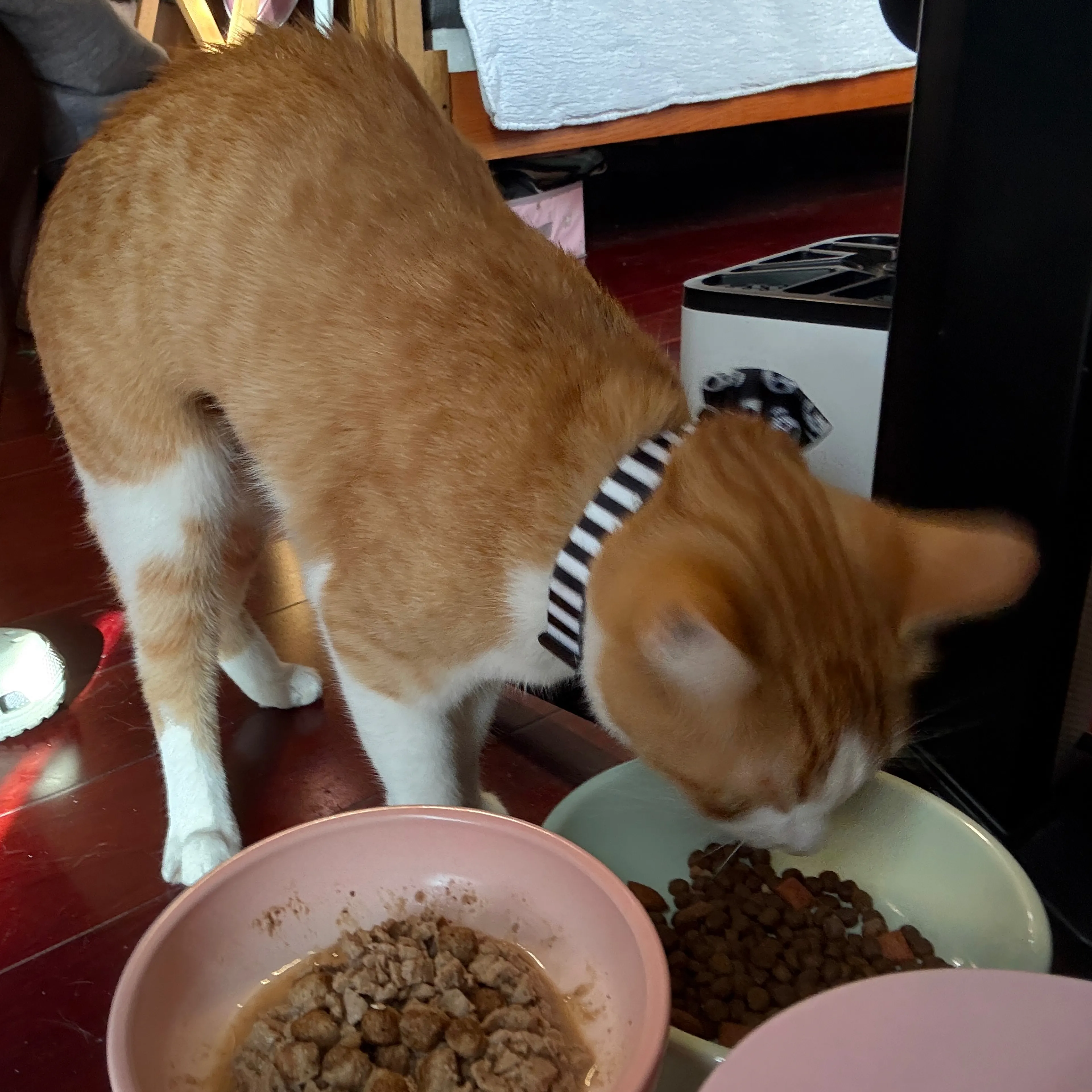 Lost pet-1