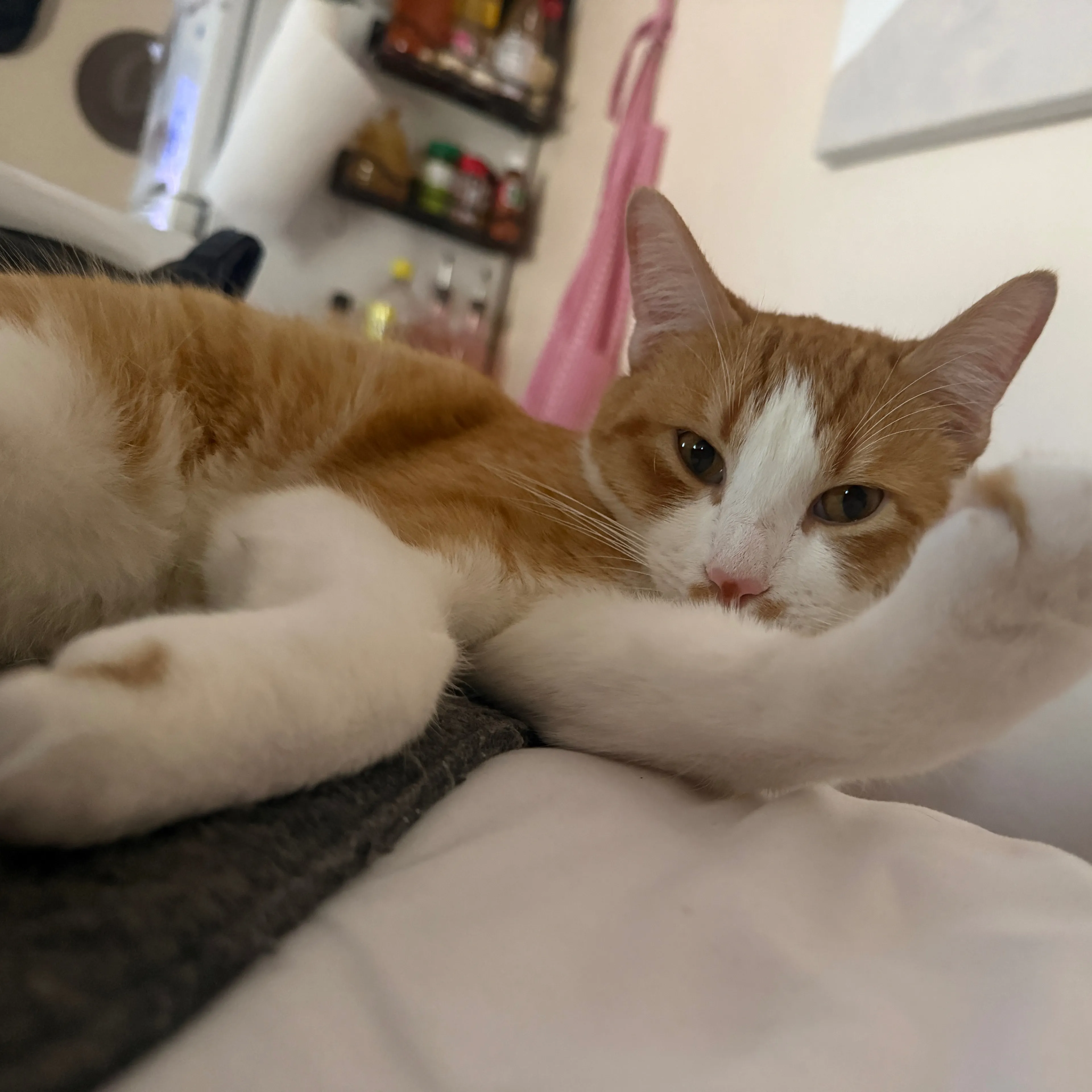 Lost pet-3