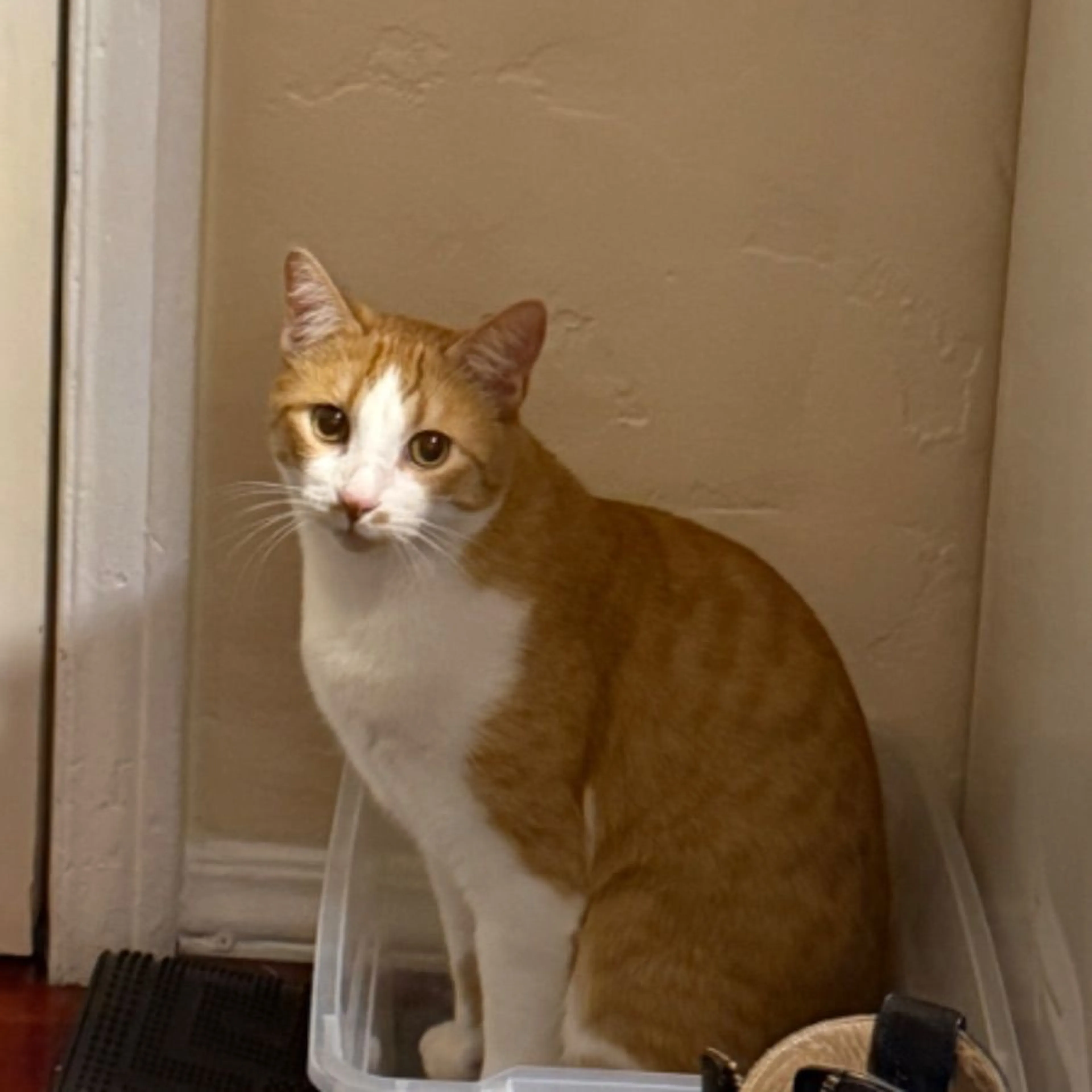 Lost pet-0
