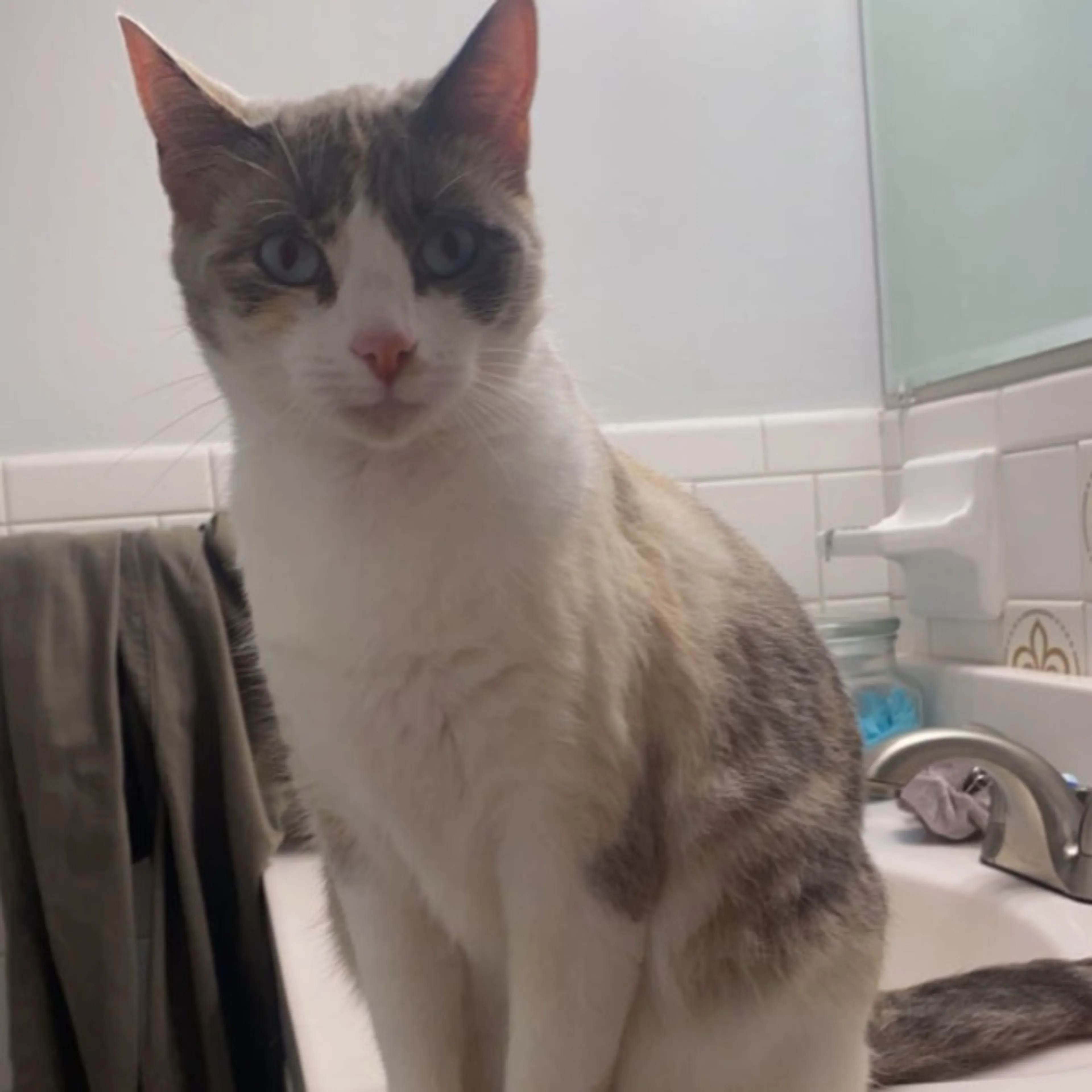 Lost pet