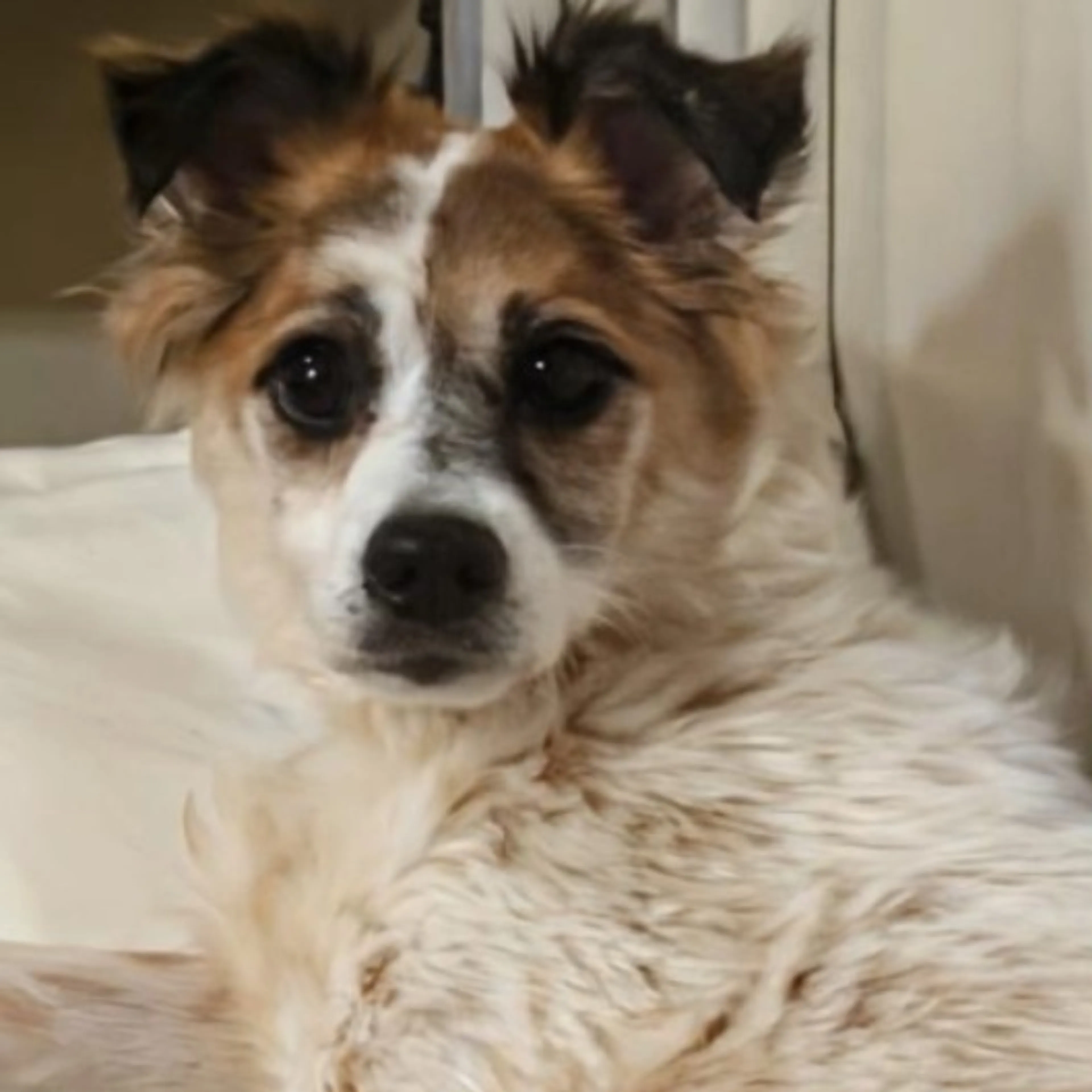 Lost pet