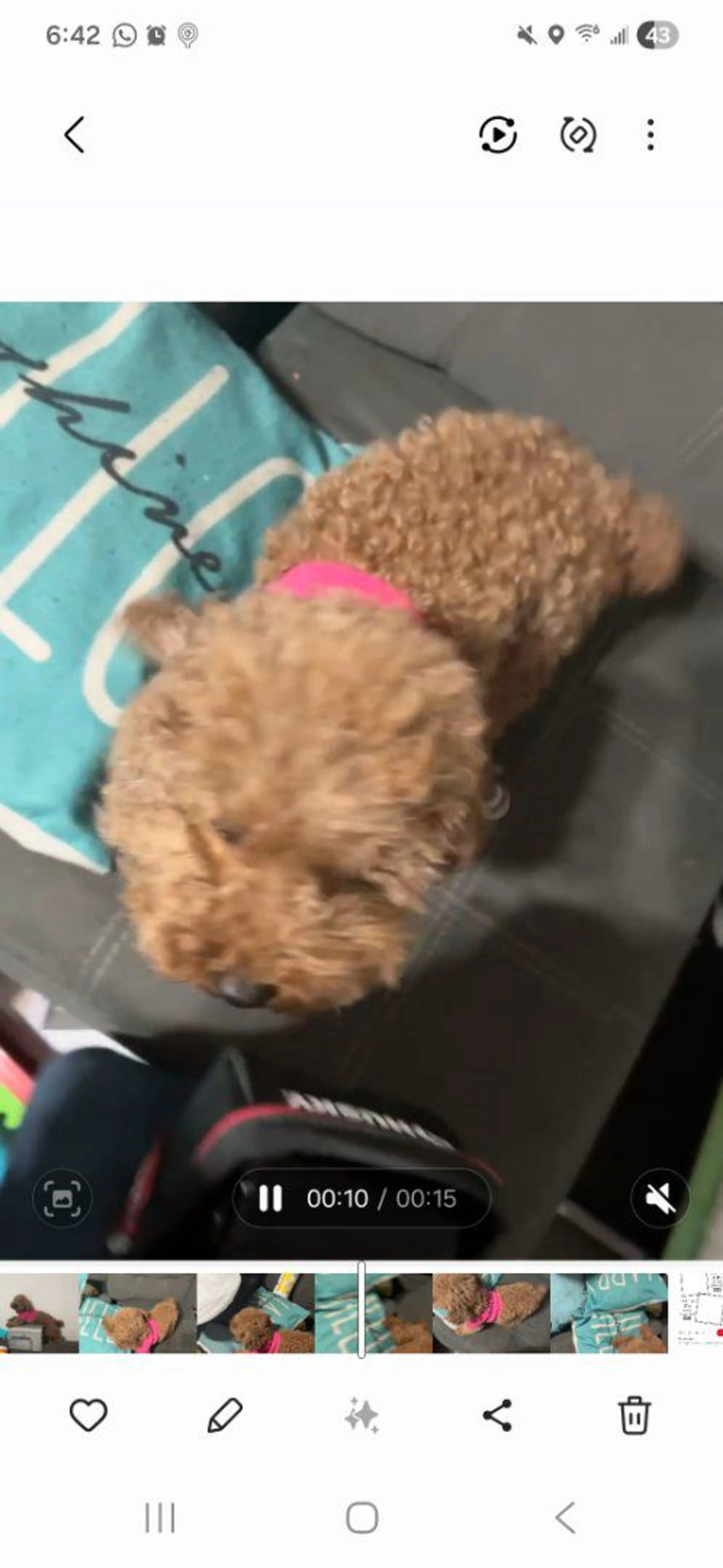 Lost pet-1