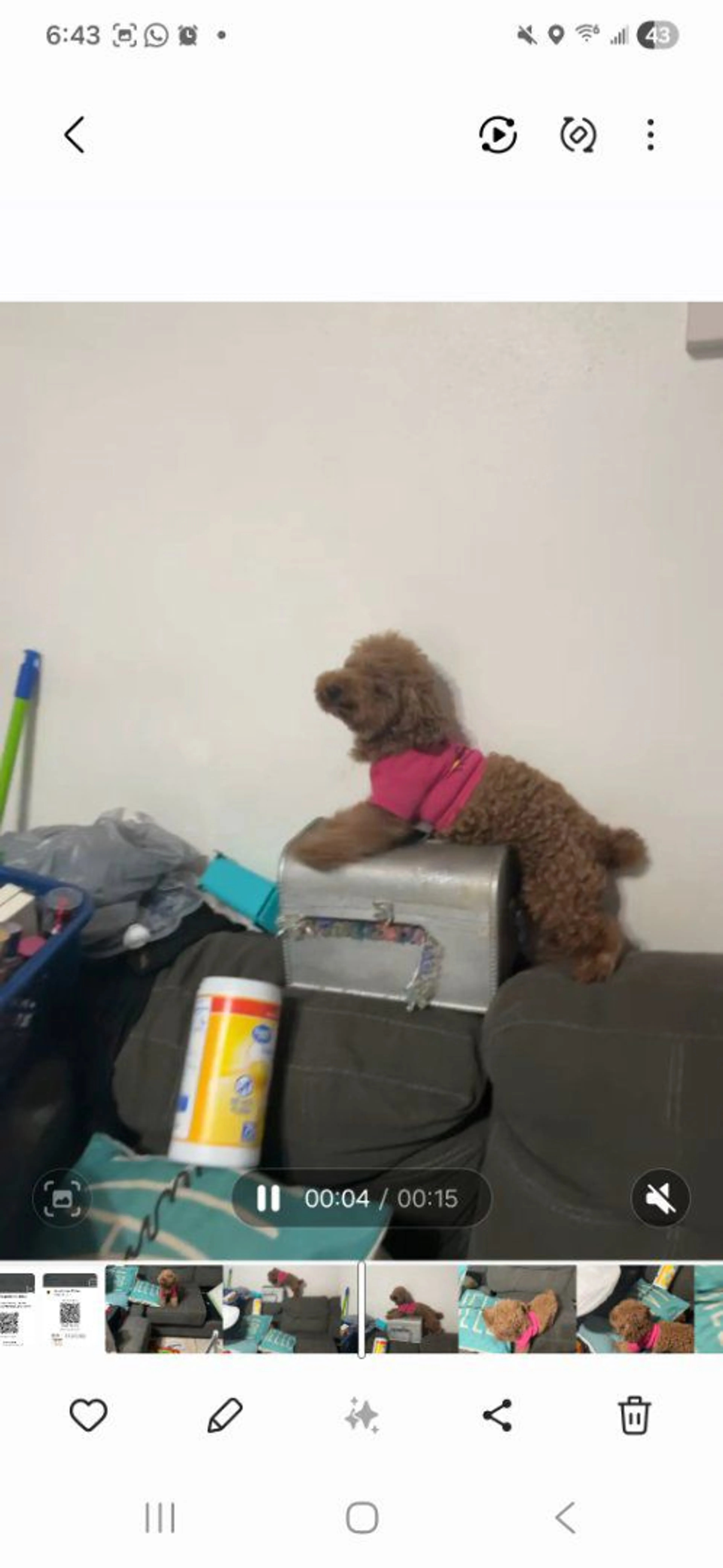 Lost pet-0