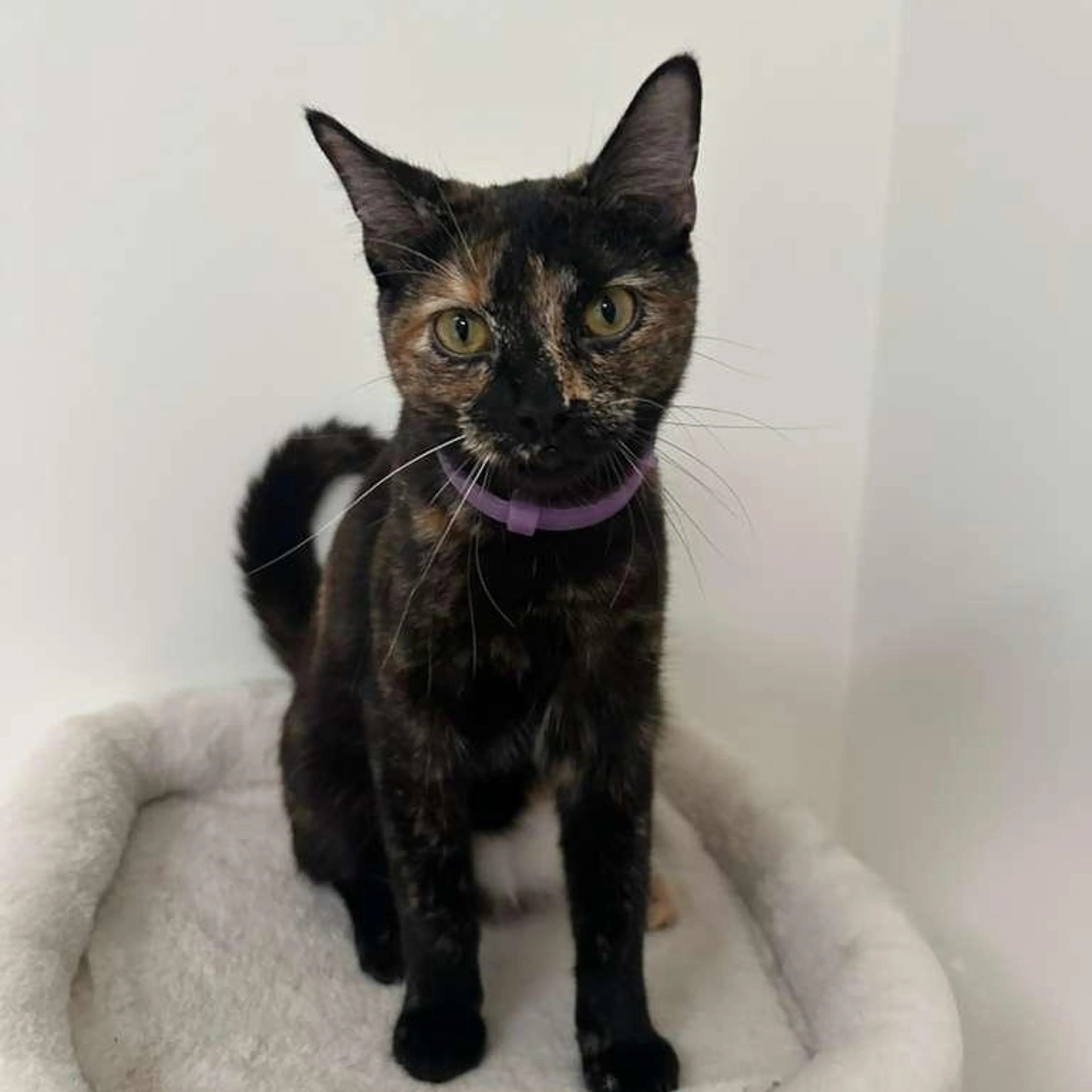 -3
