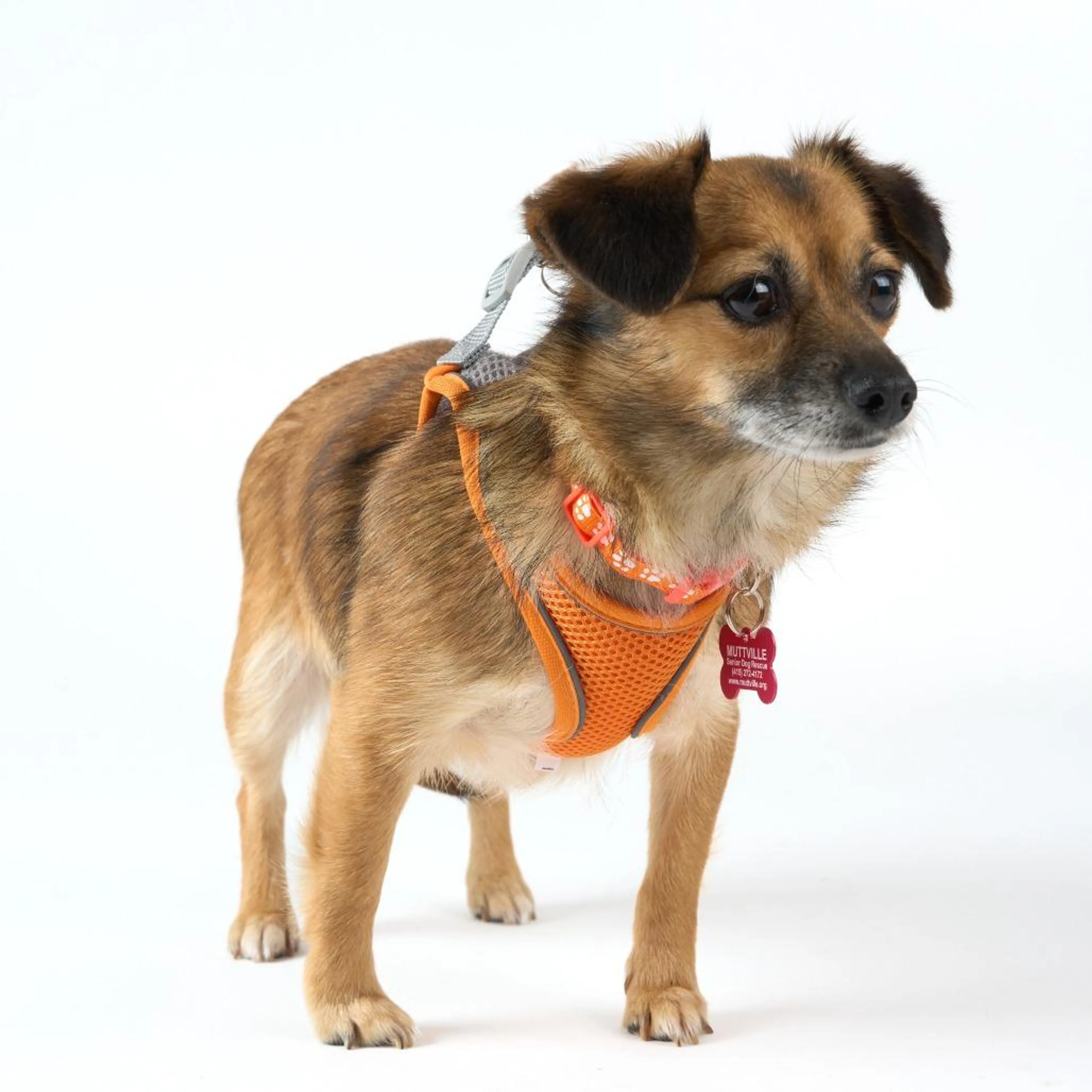 Found pet-1