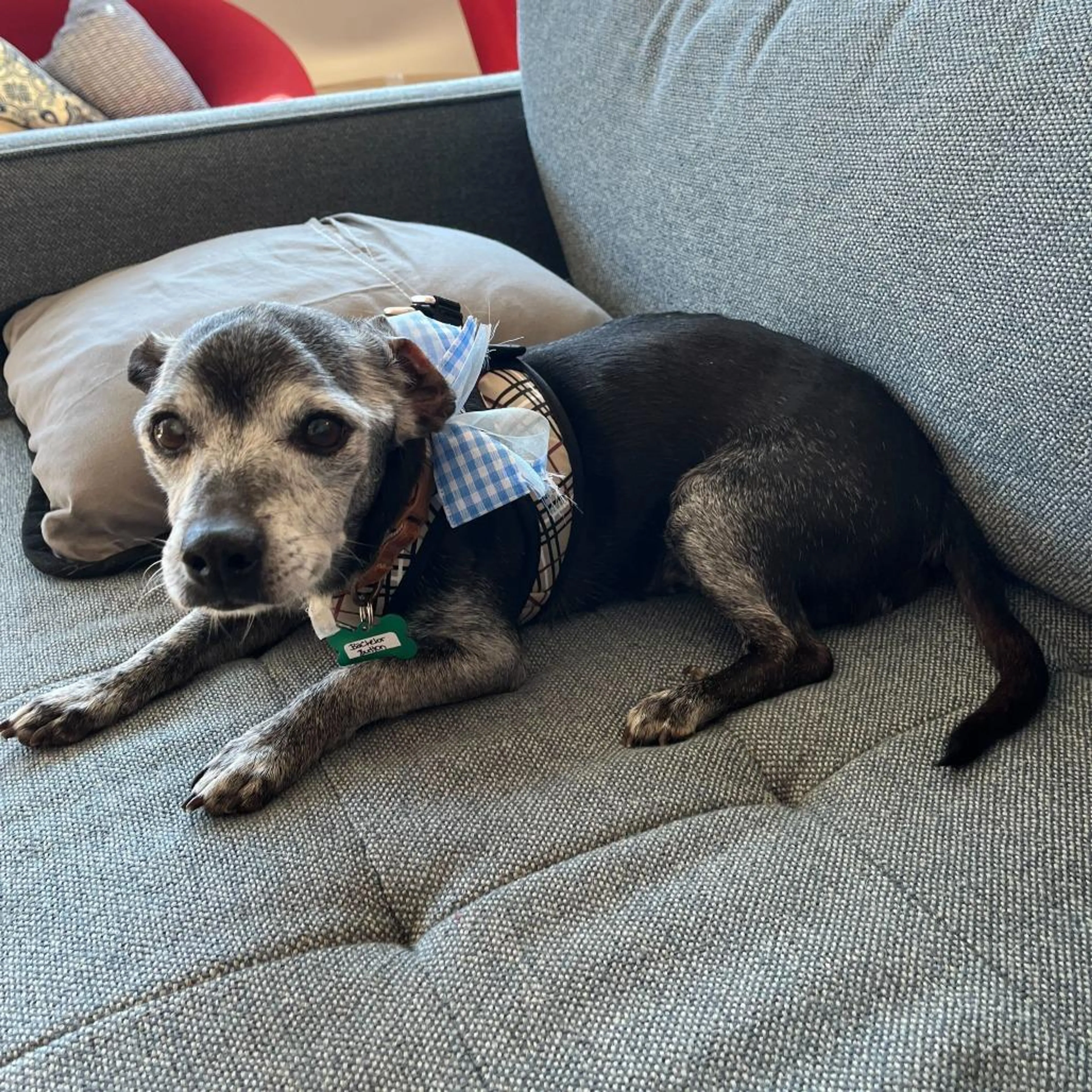 Found pet-2