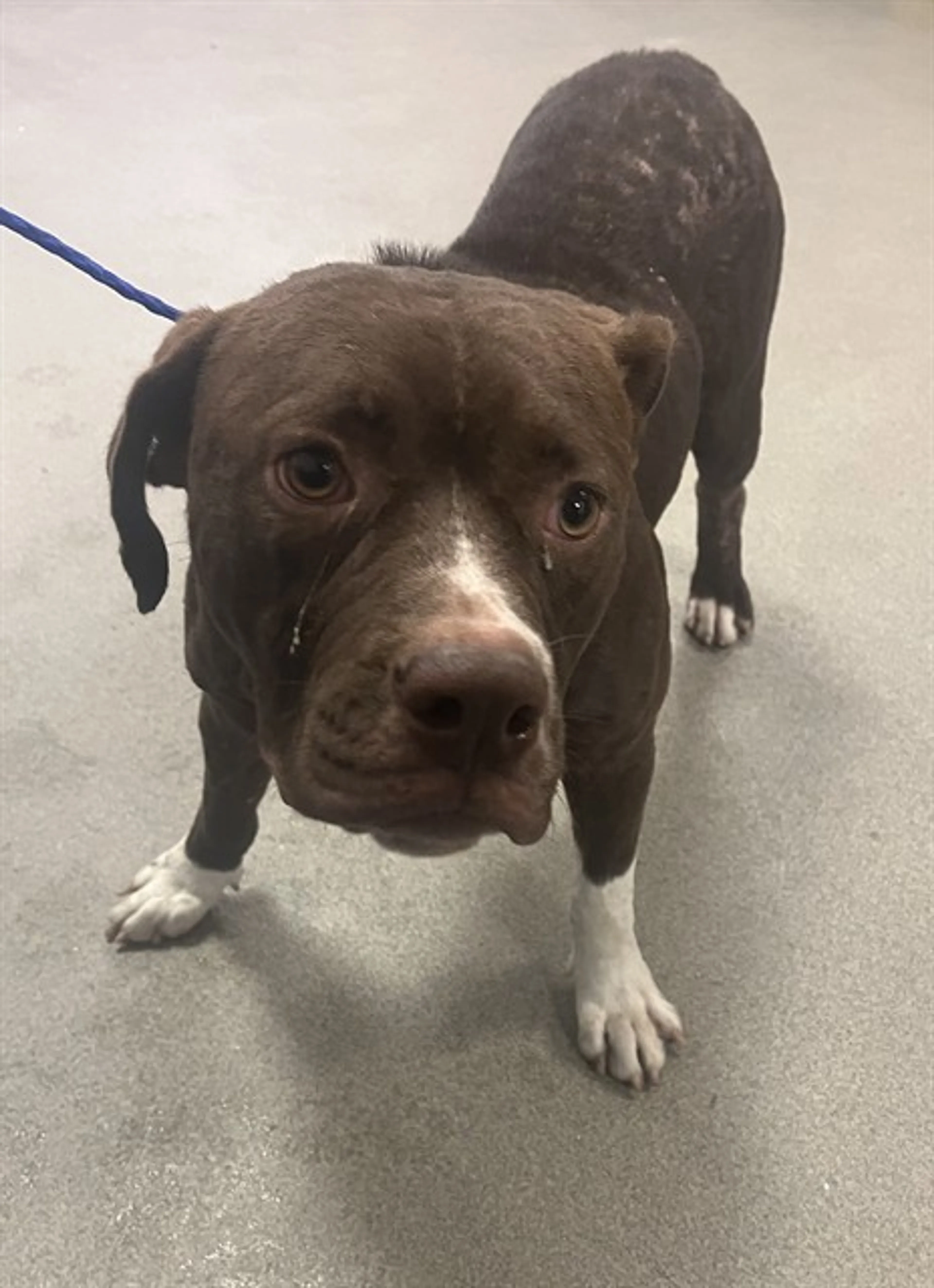Found pet