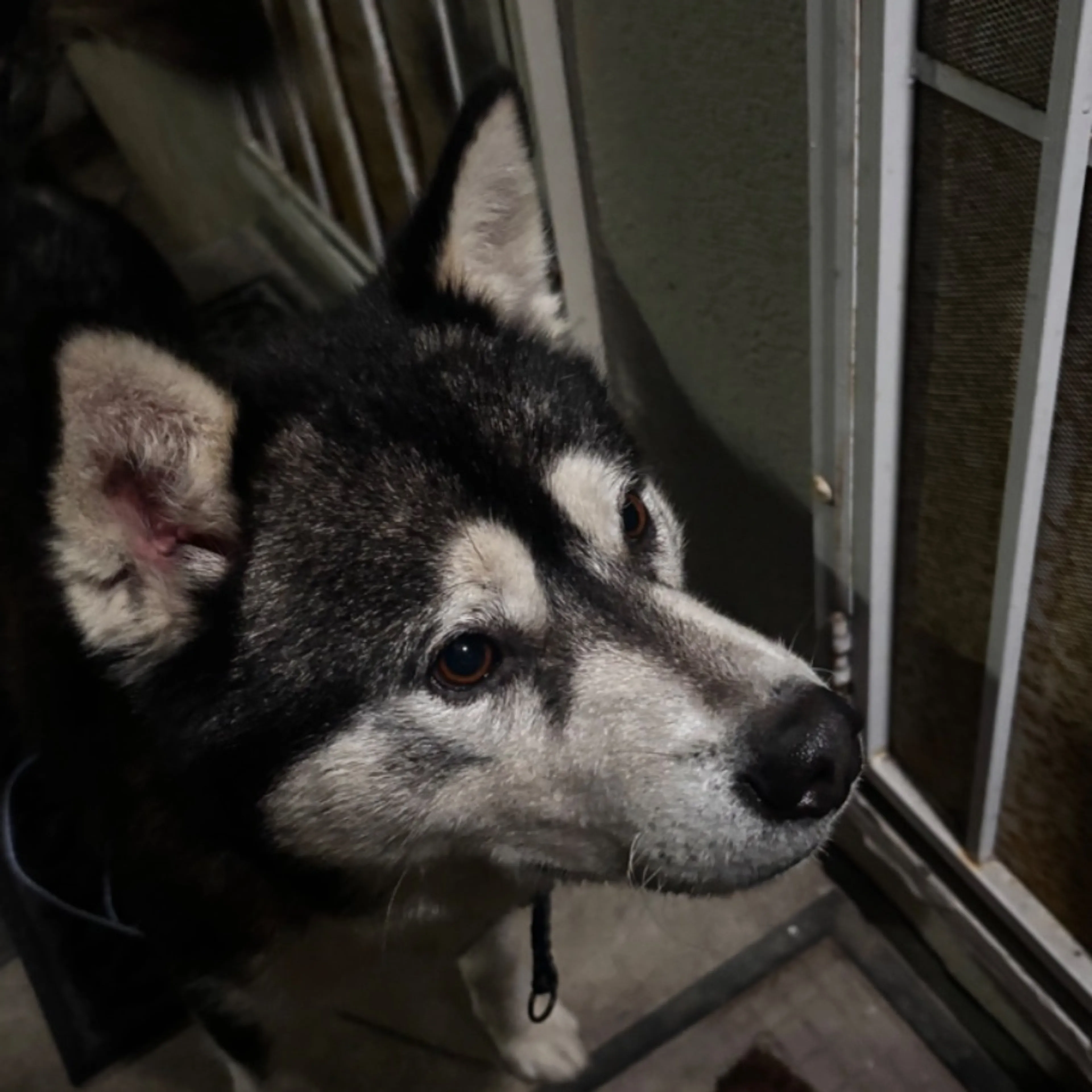 Found pet