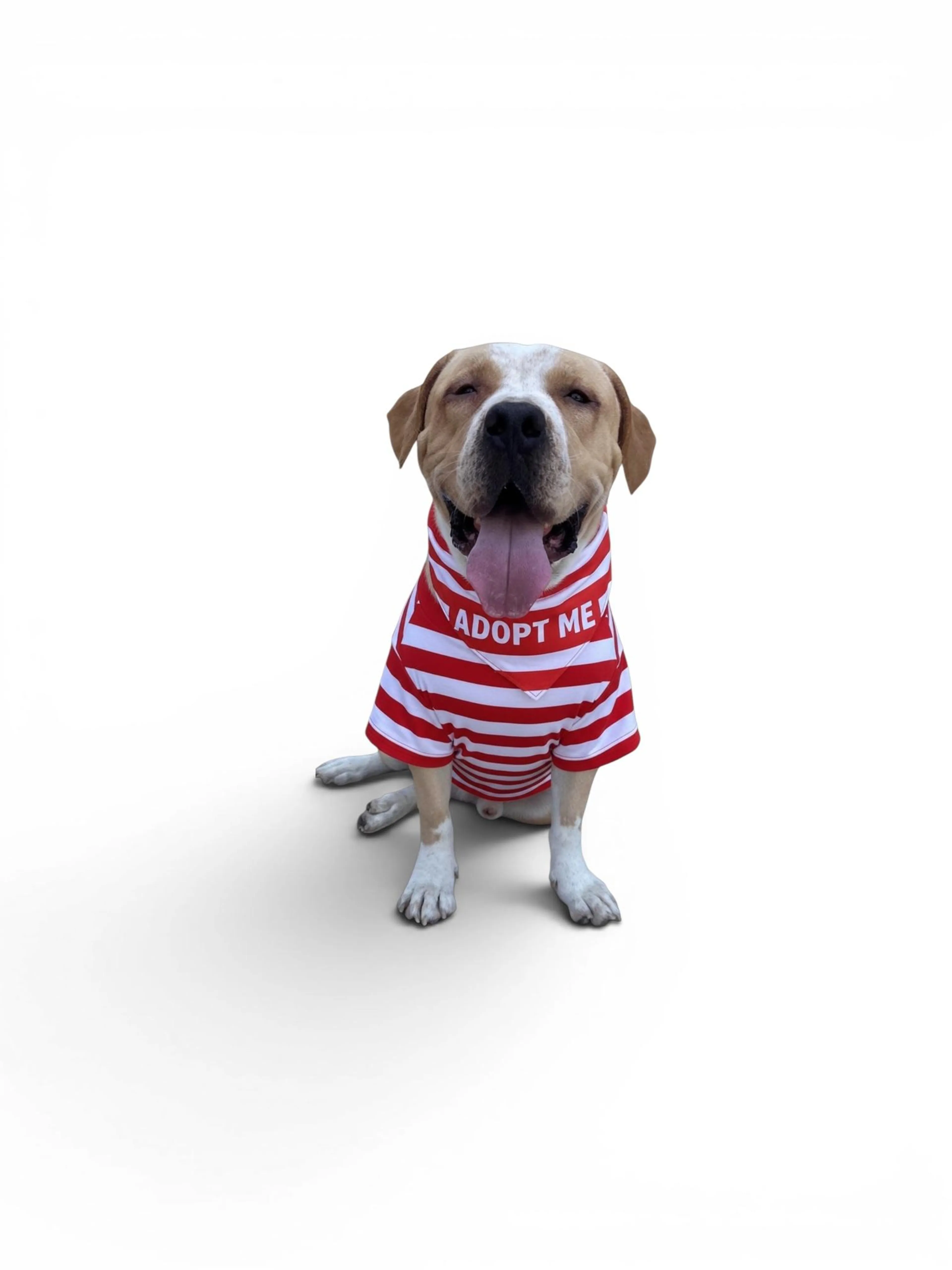 Found pet-4