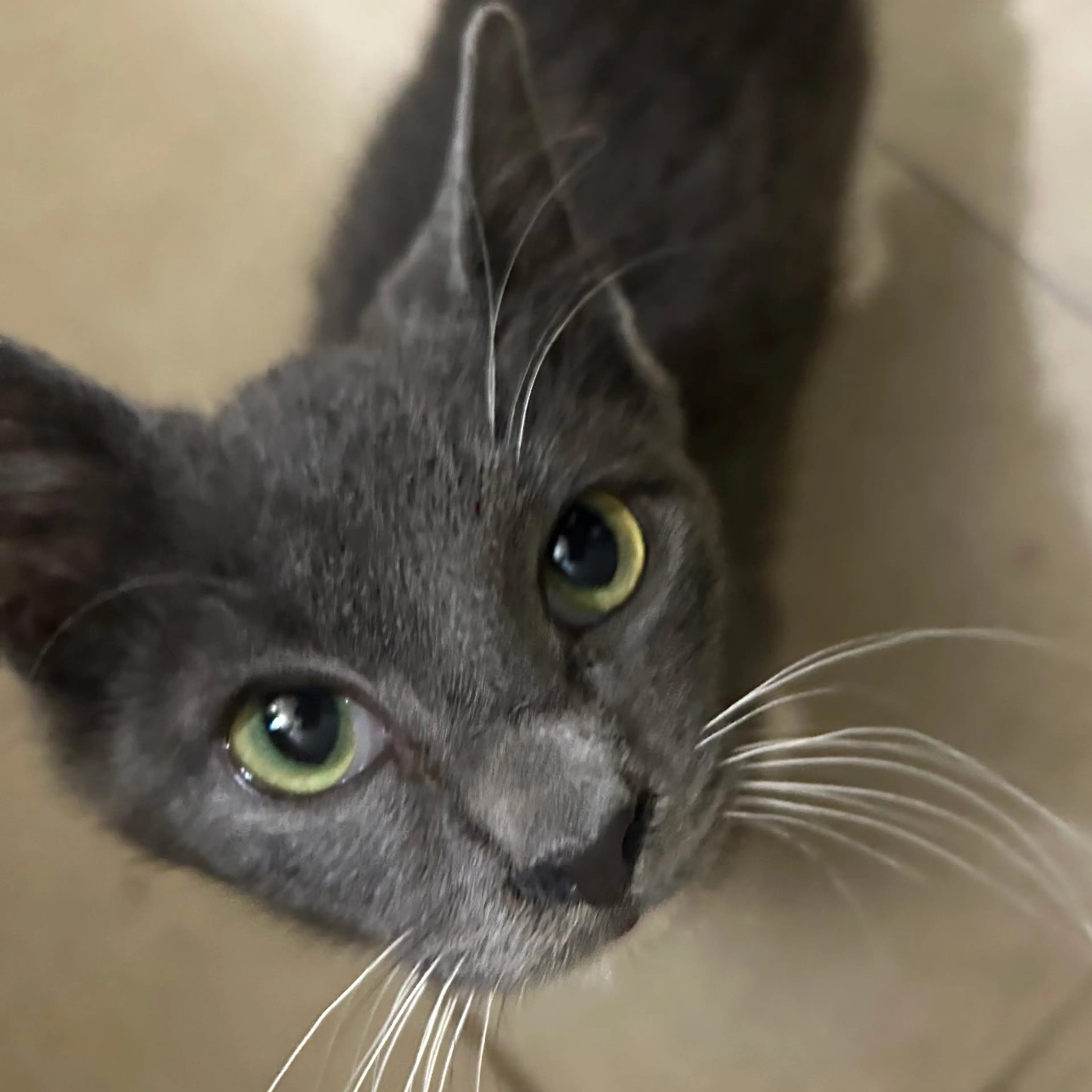 Lost pet-2