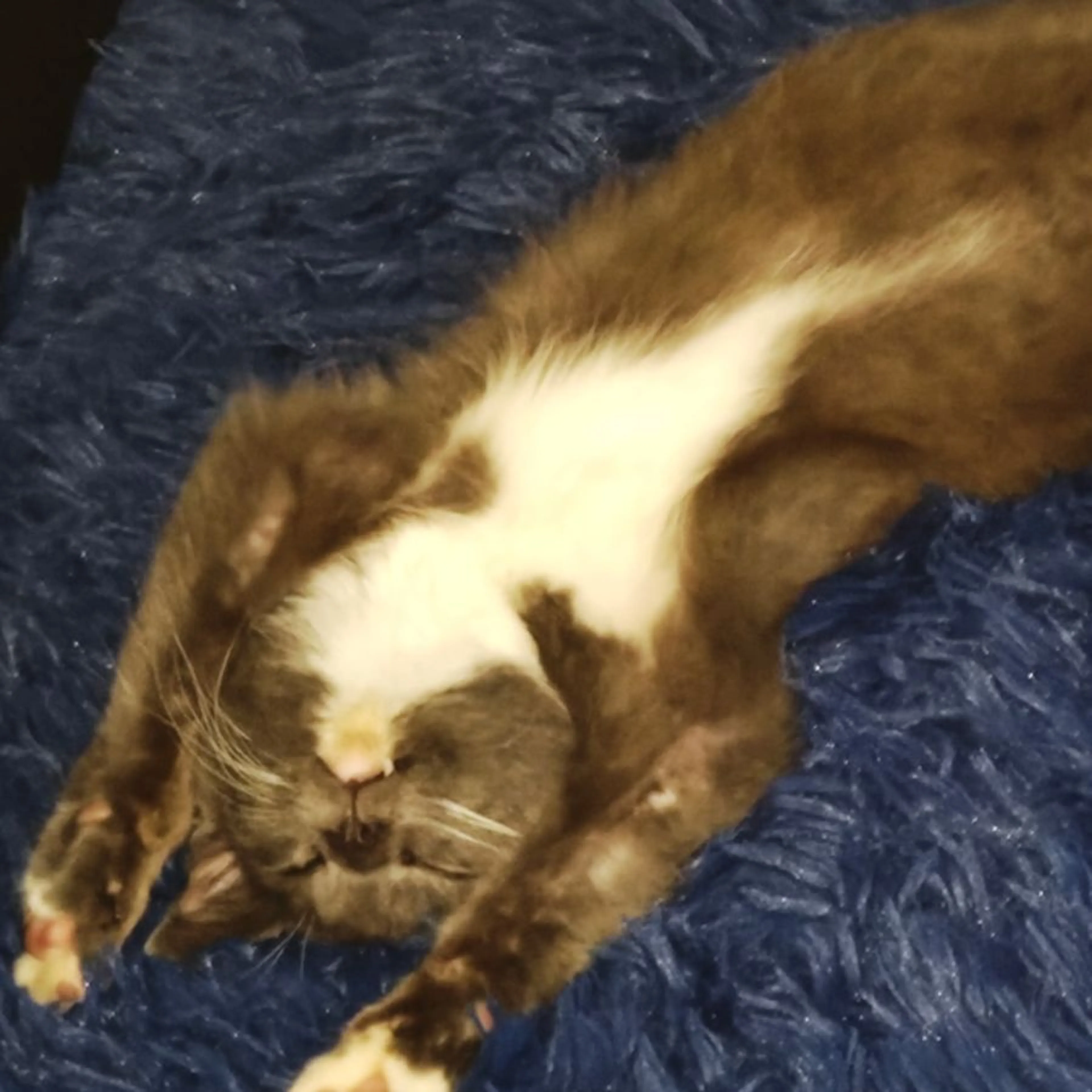 Lost pet-0