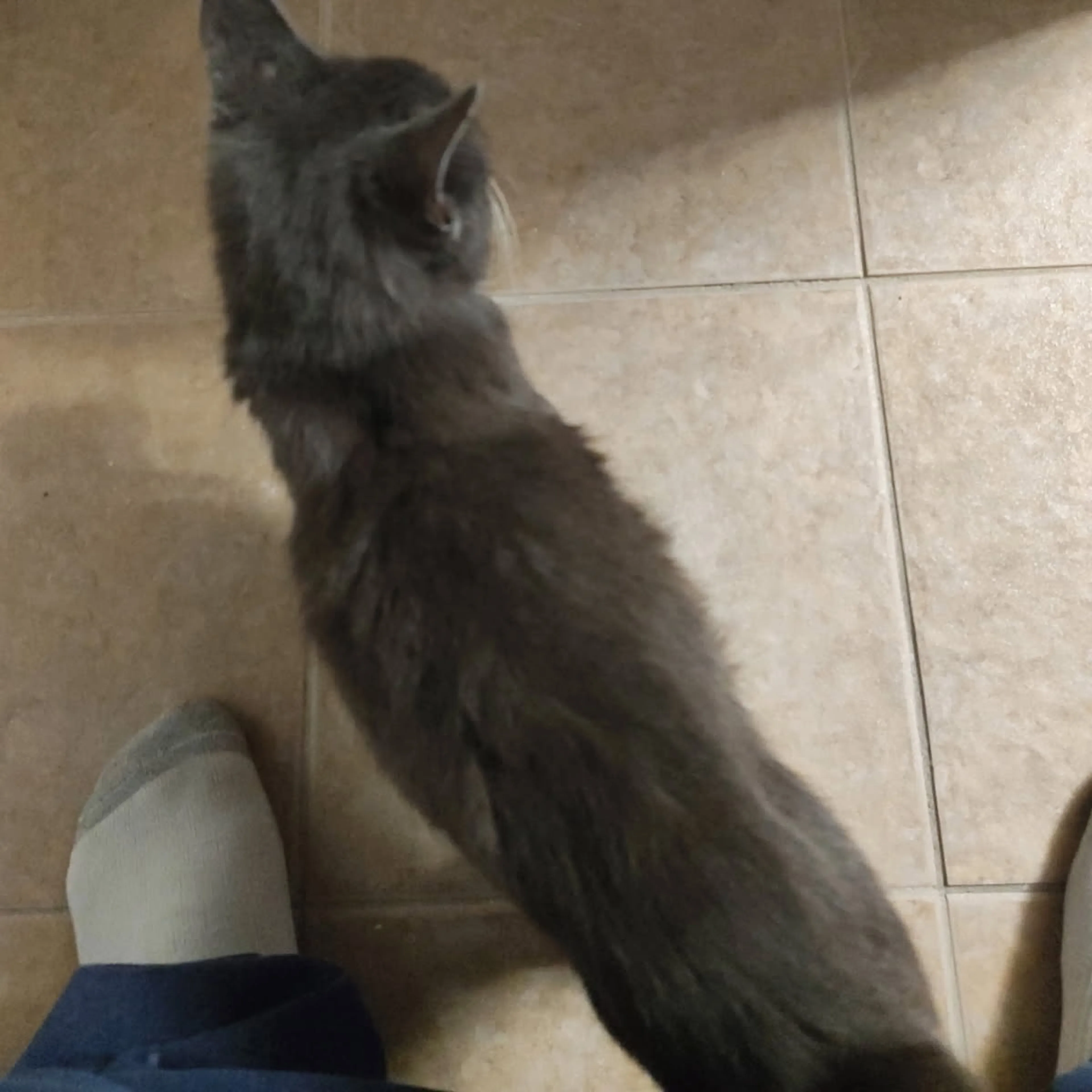 Lost pet-1
