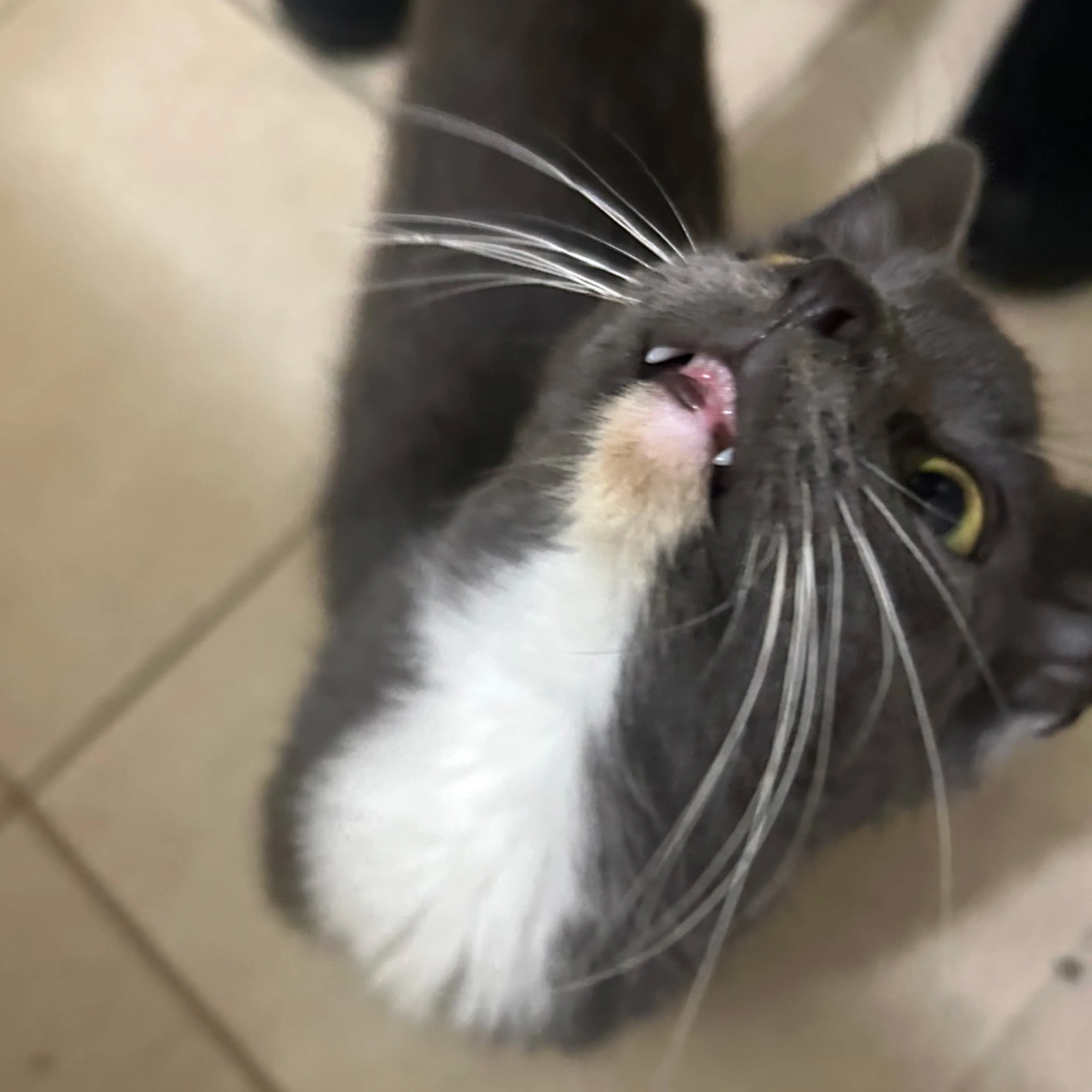Lost pet-3