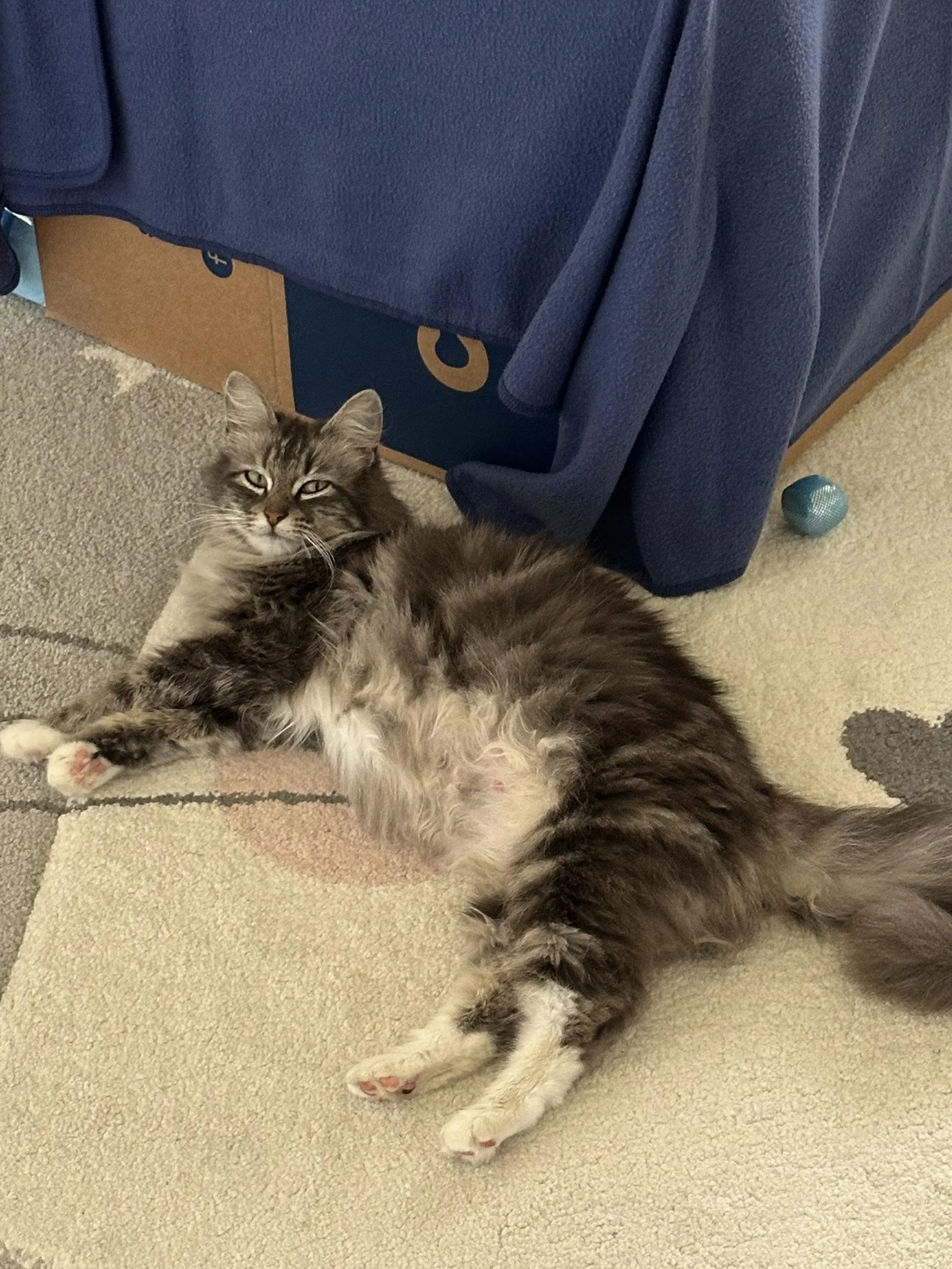 Found pet-1