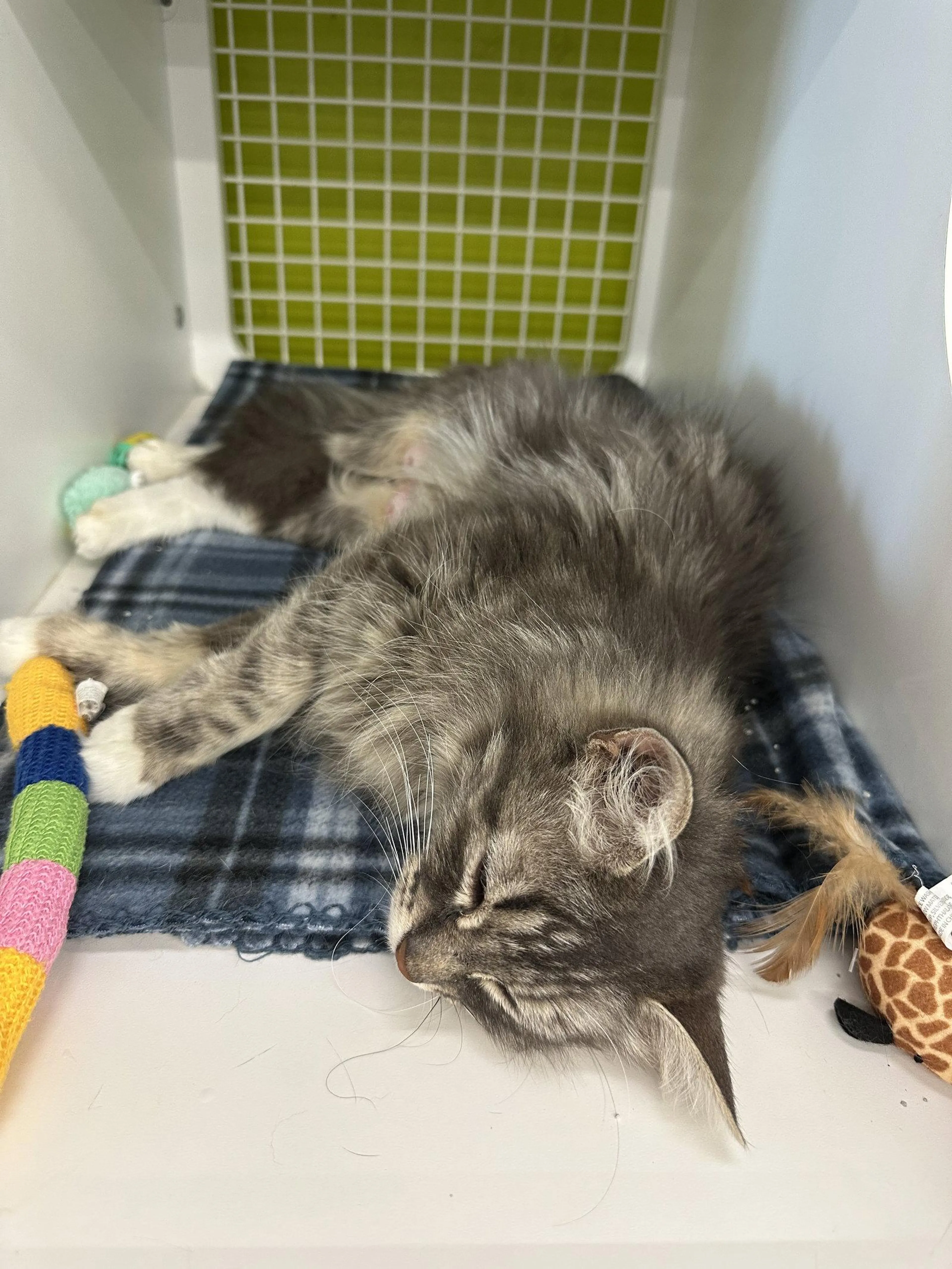 Found pet-2