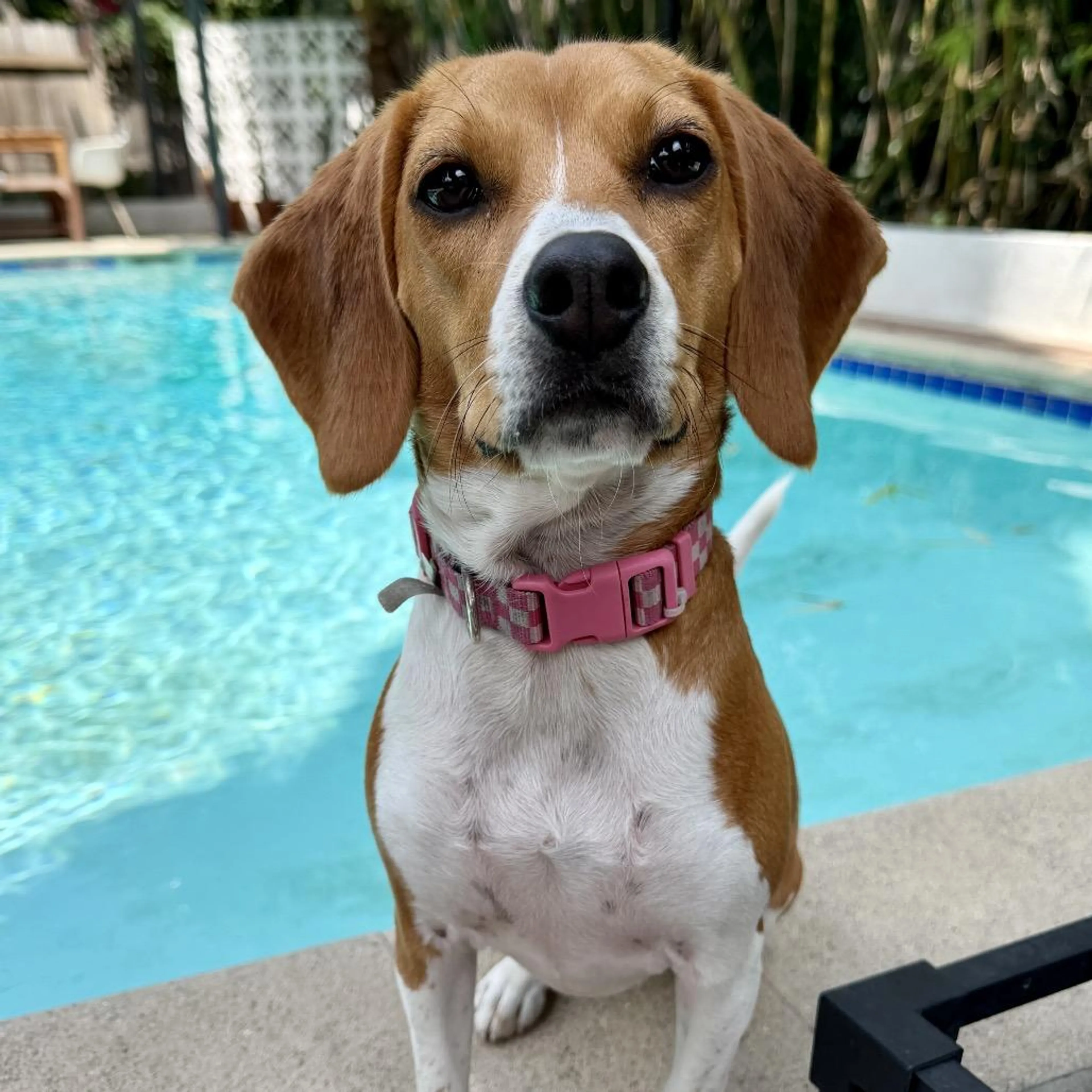 Found pet-1