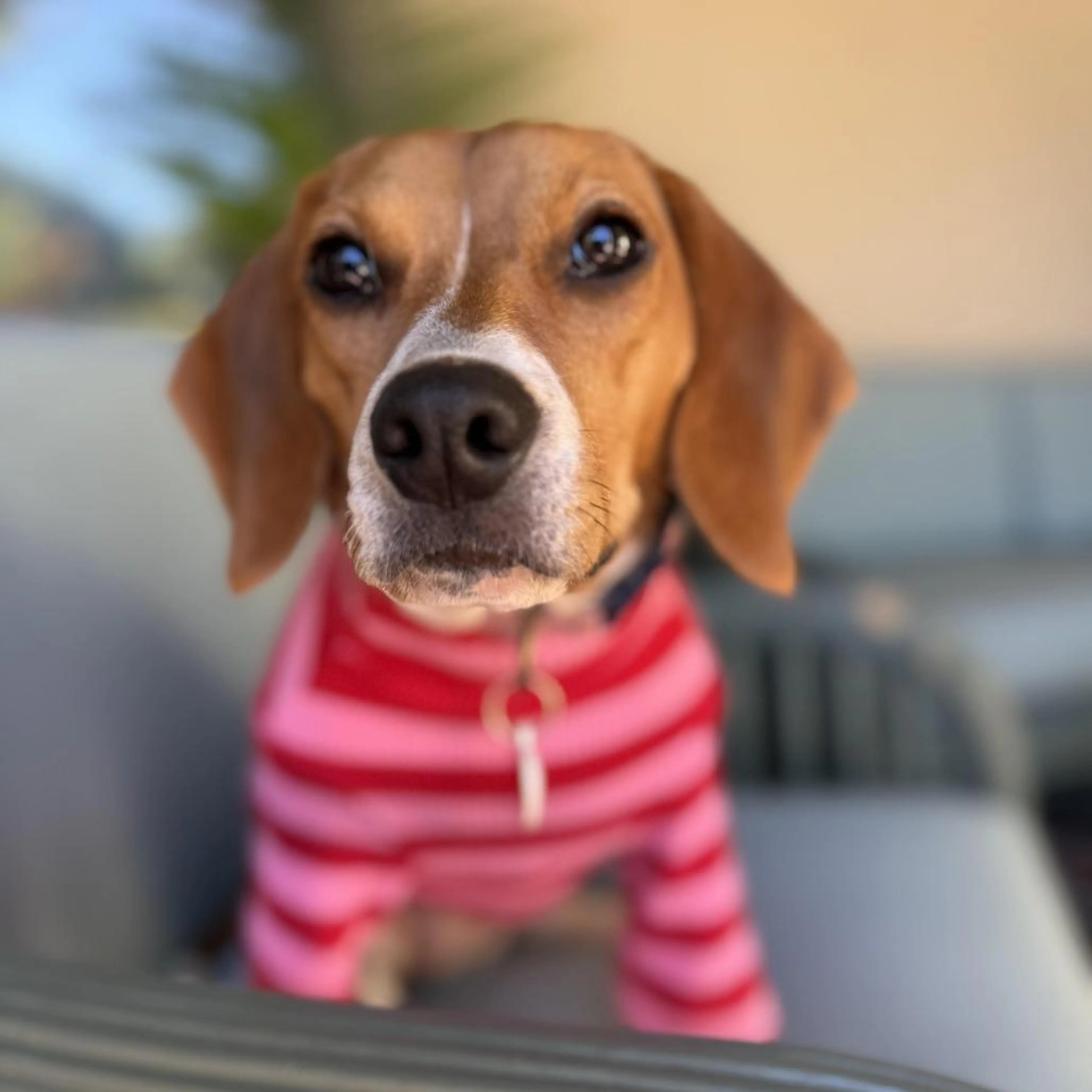 Found pet-4