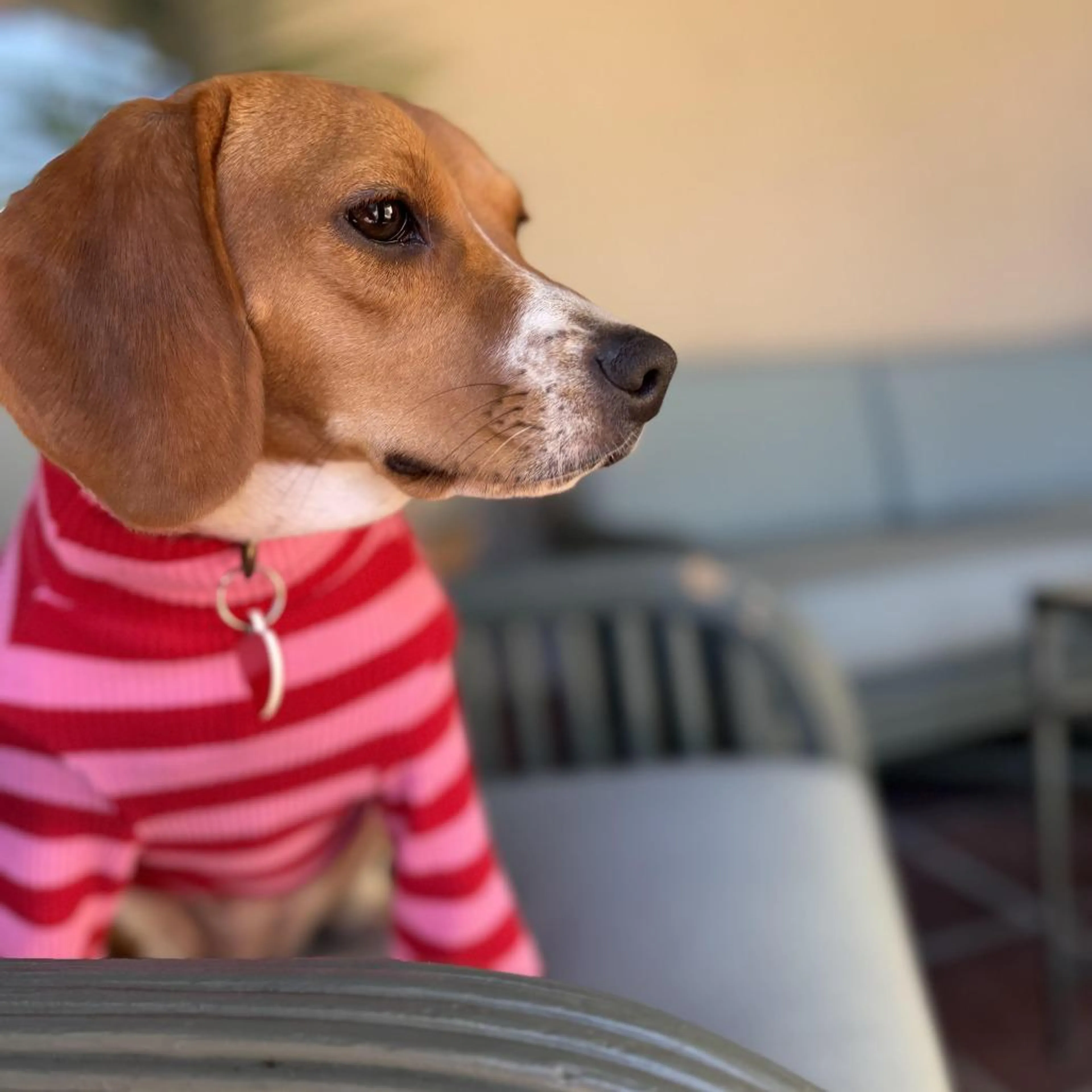 Found pet-3