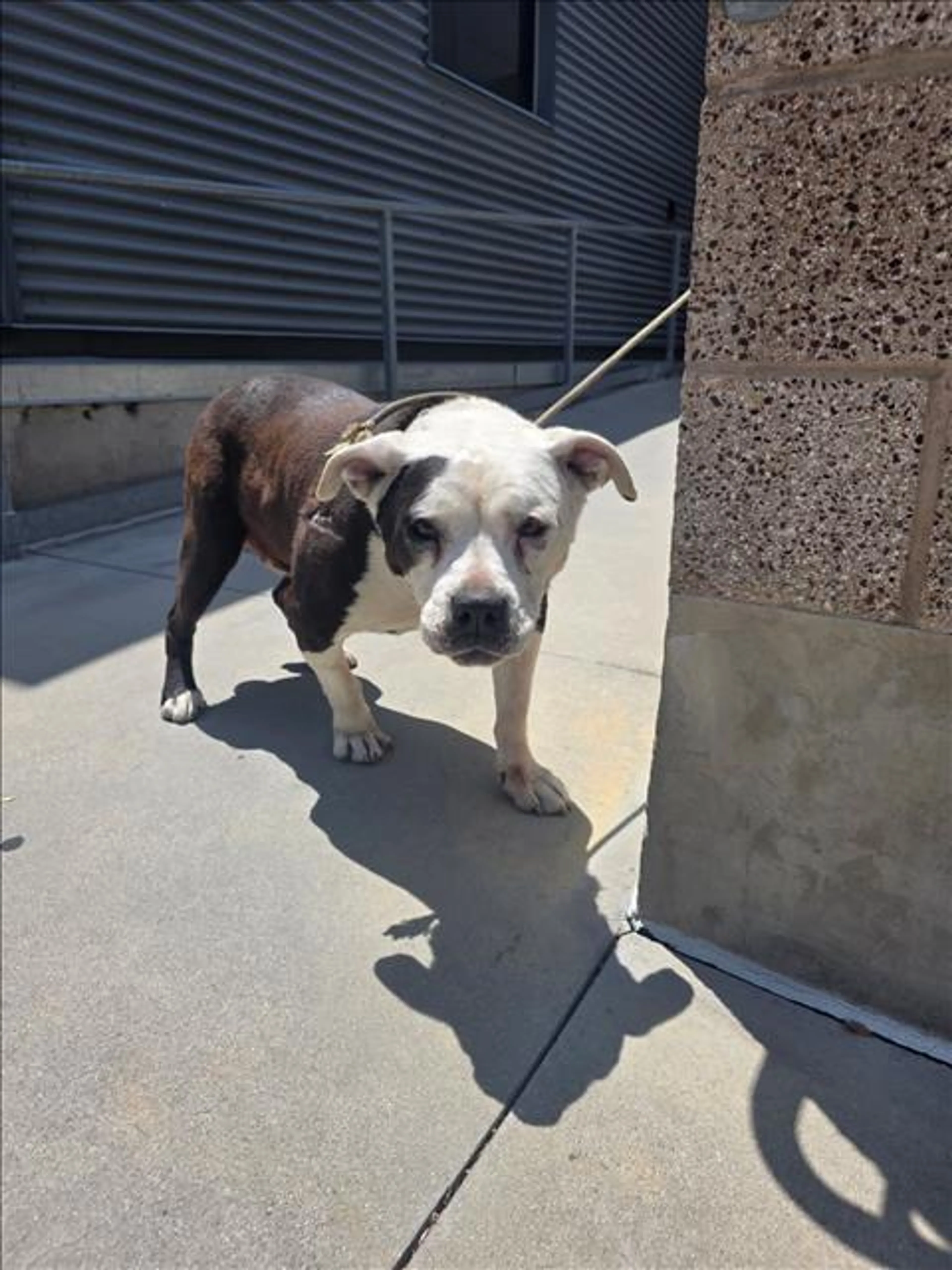 Found pet