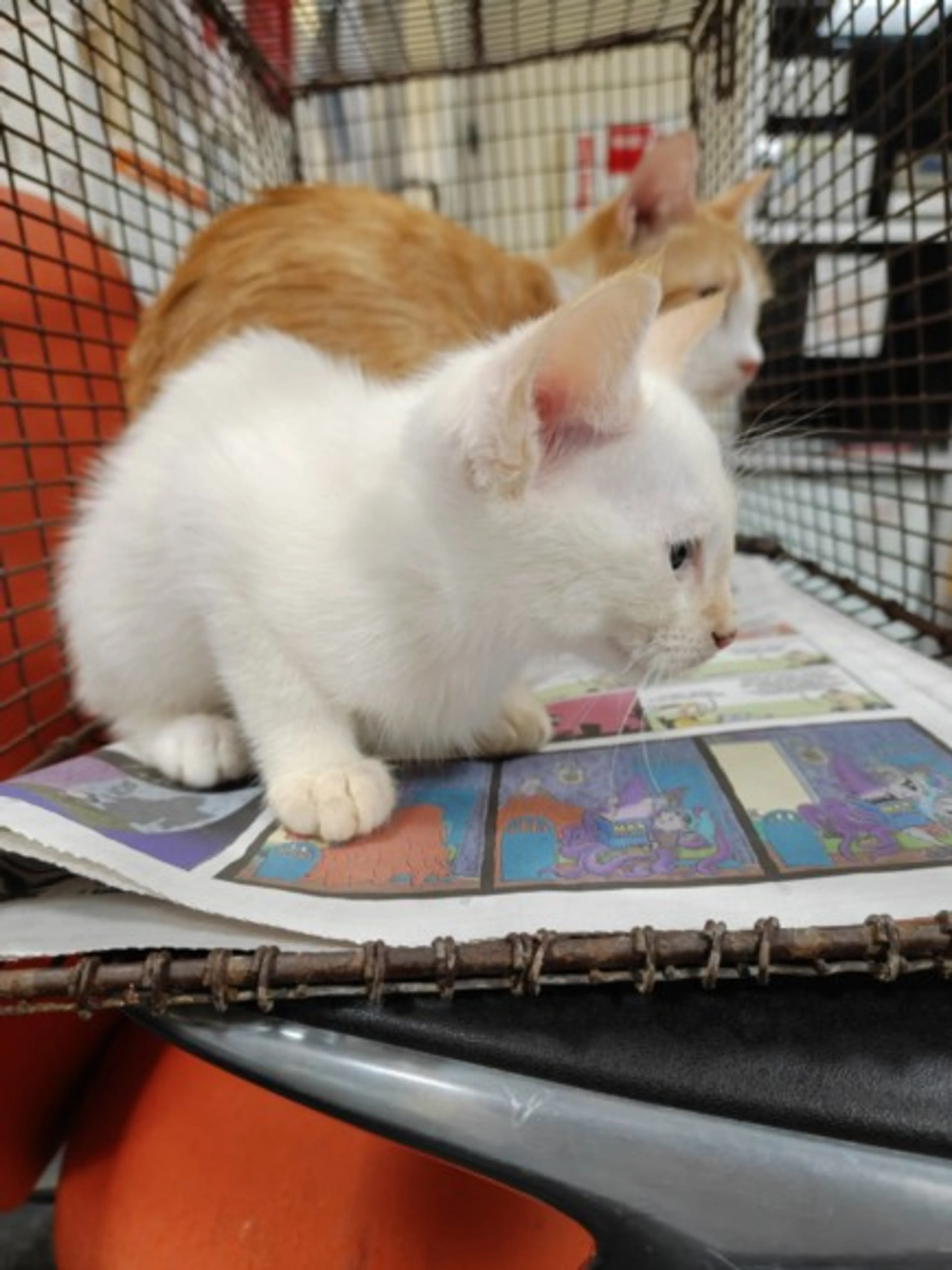 Found pet