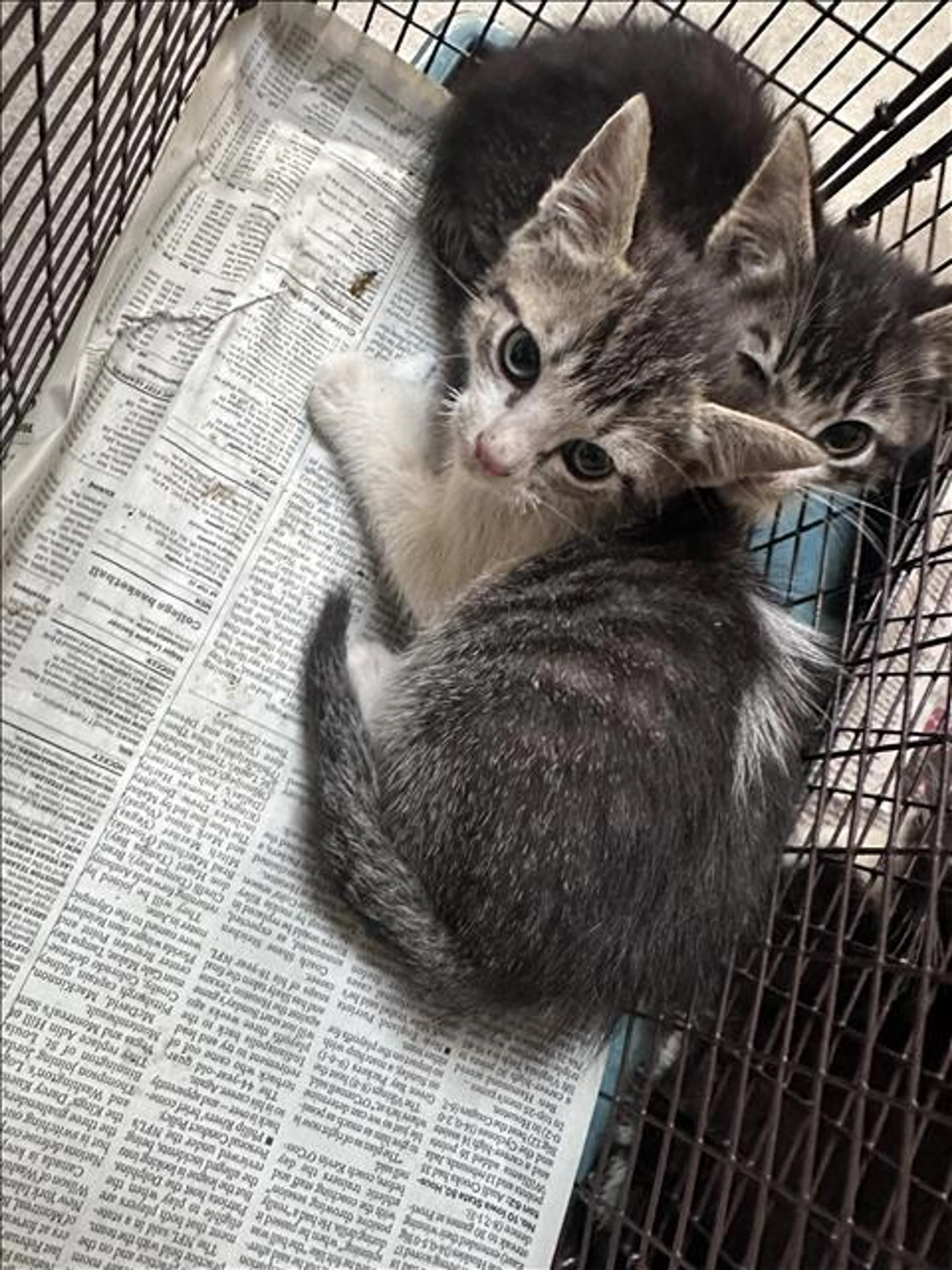 Found pet
