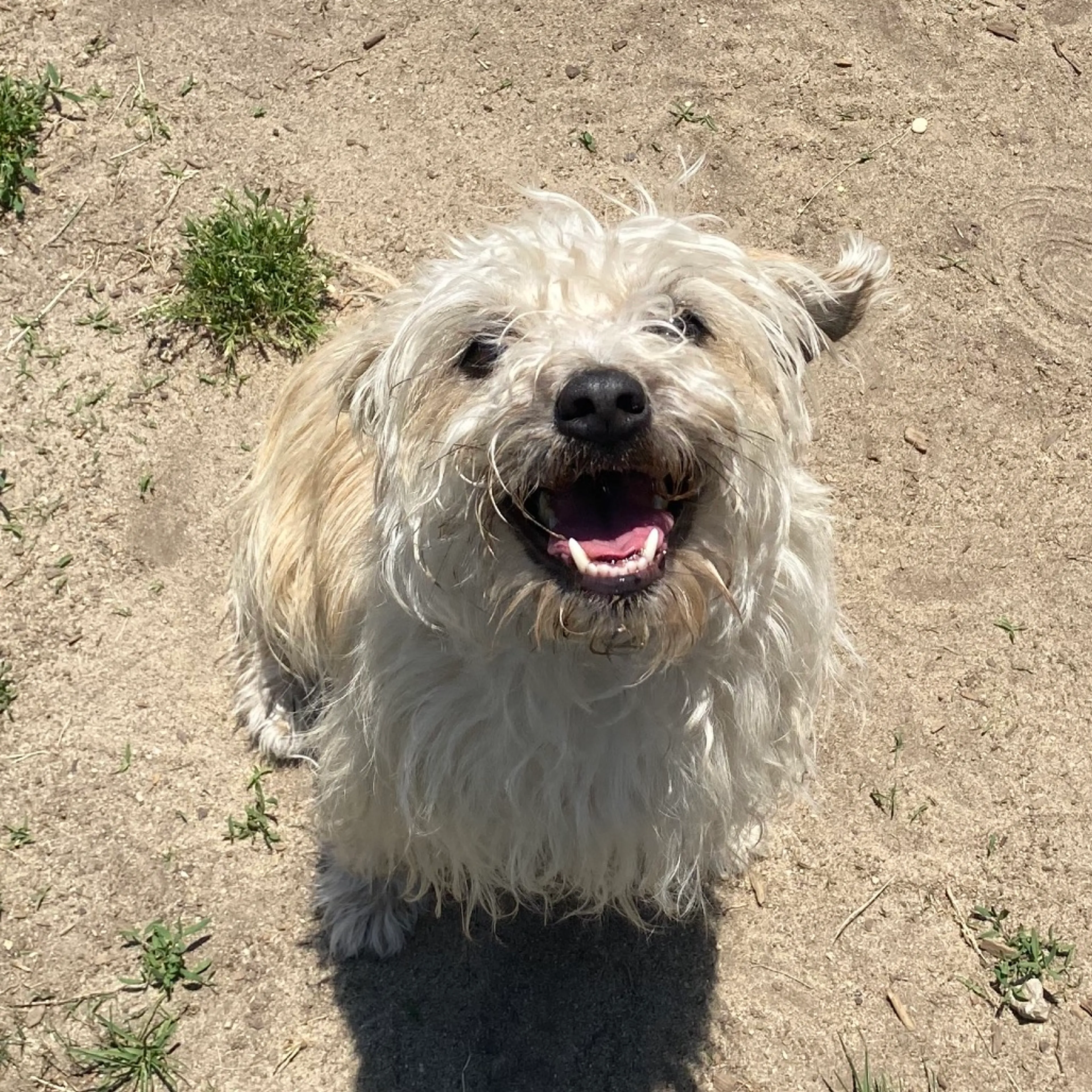 Found pet-3